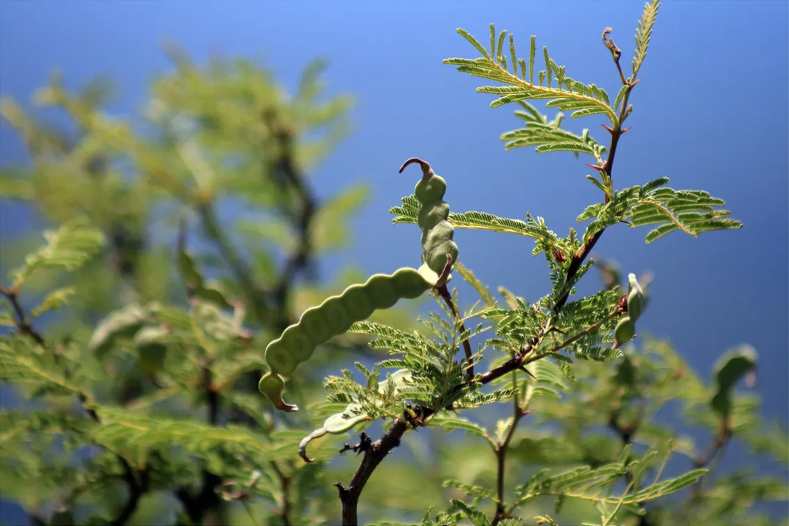 Argentine Mesquite (Prosopis Alba) — Its canopy casts light, dappled shade, ideal for understory plantings