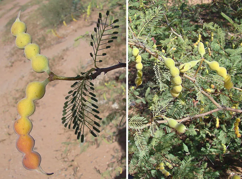 Argentine Mesquite (Prosopis Alba) — In spring, fragrant yellow blooms attract pollinators
