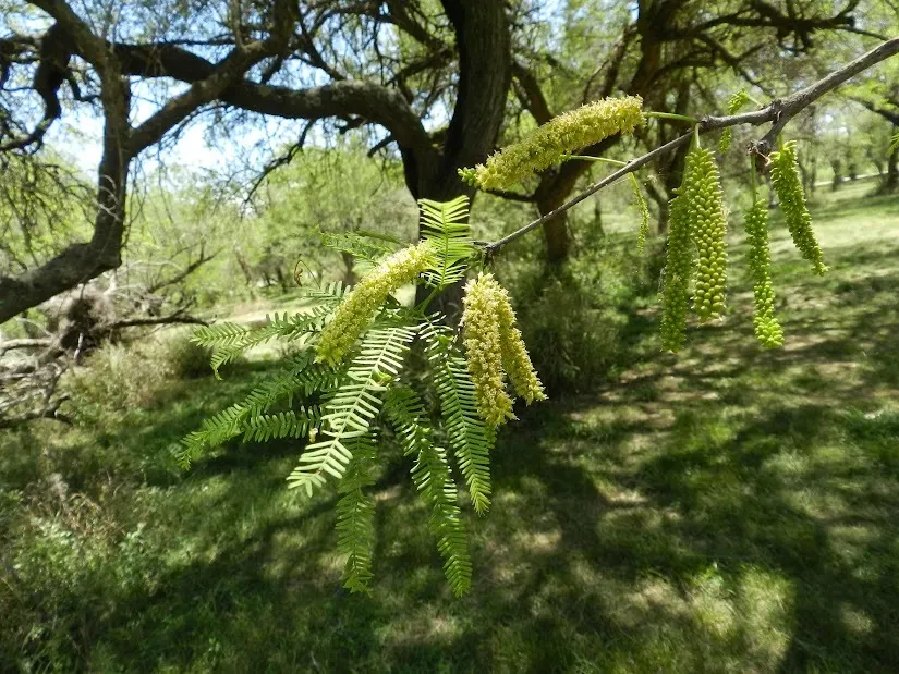Argentine Mesquite (Prosopis Alba) — Argentine Mesquite (Prosopis alba)