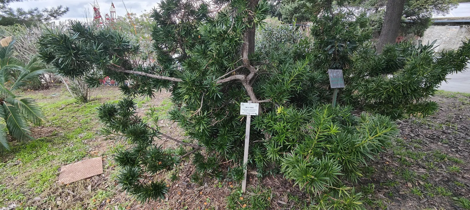 Yew Pine (Podocarpus Macrophyllus) — soft texture synonymous with traditional yews; providing a steadfast backdrop to other garden elements.<br><br>While hardy