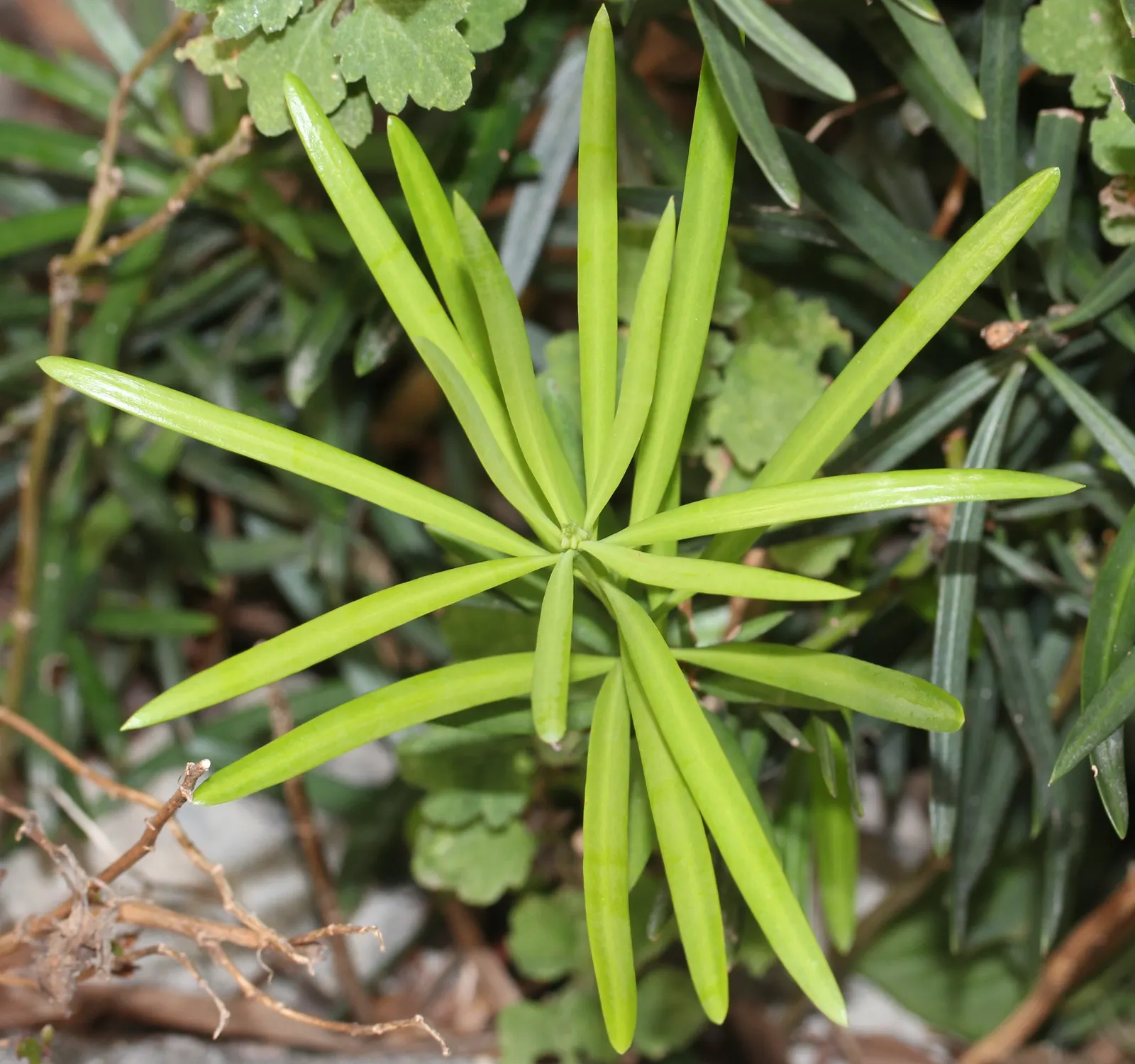 Yew Pine (Podocarpus Macrophyllus) — with a spread of 3 to 4 feet; providing a steadfast backdrop to other garden elements.<br><br>While hardy in USDA zones 7