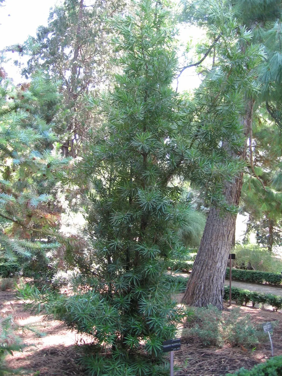 Yew Pine (Podocarpus Macrophyllus) — this plant is low-maintenance; its slender, leathery leaves are dark green, providing year-round interest, image 77