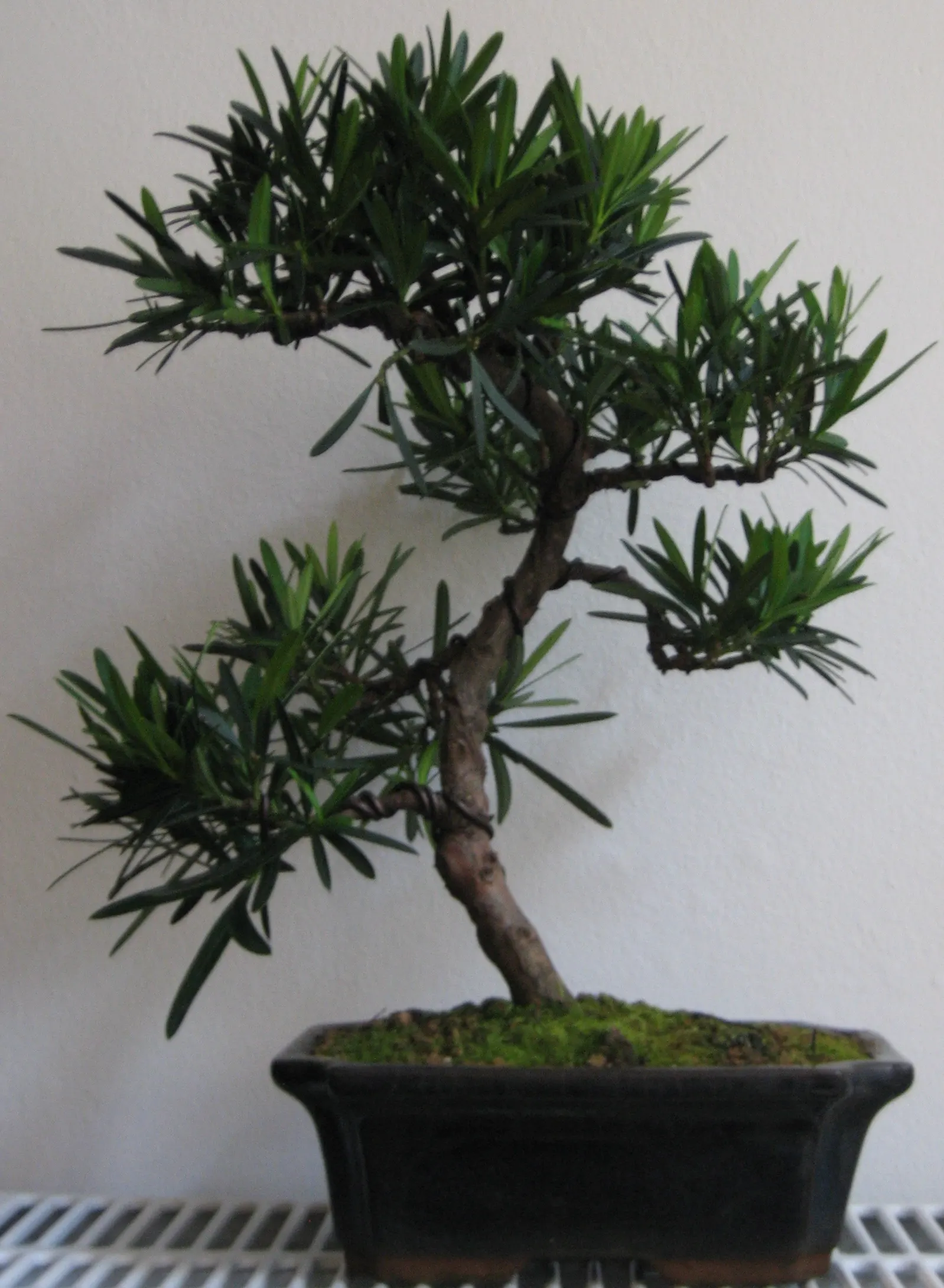 Yew Pine (Podocarpus Macrophyllus) — but with a more tolerant nature; consider its slow growth rate and potential size at maturity