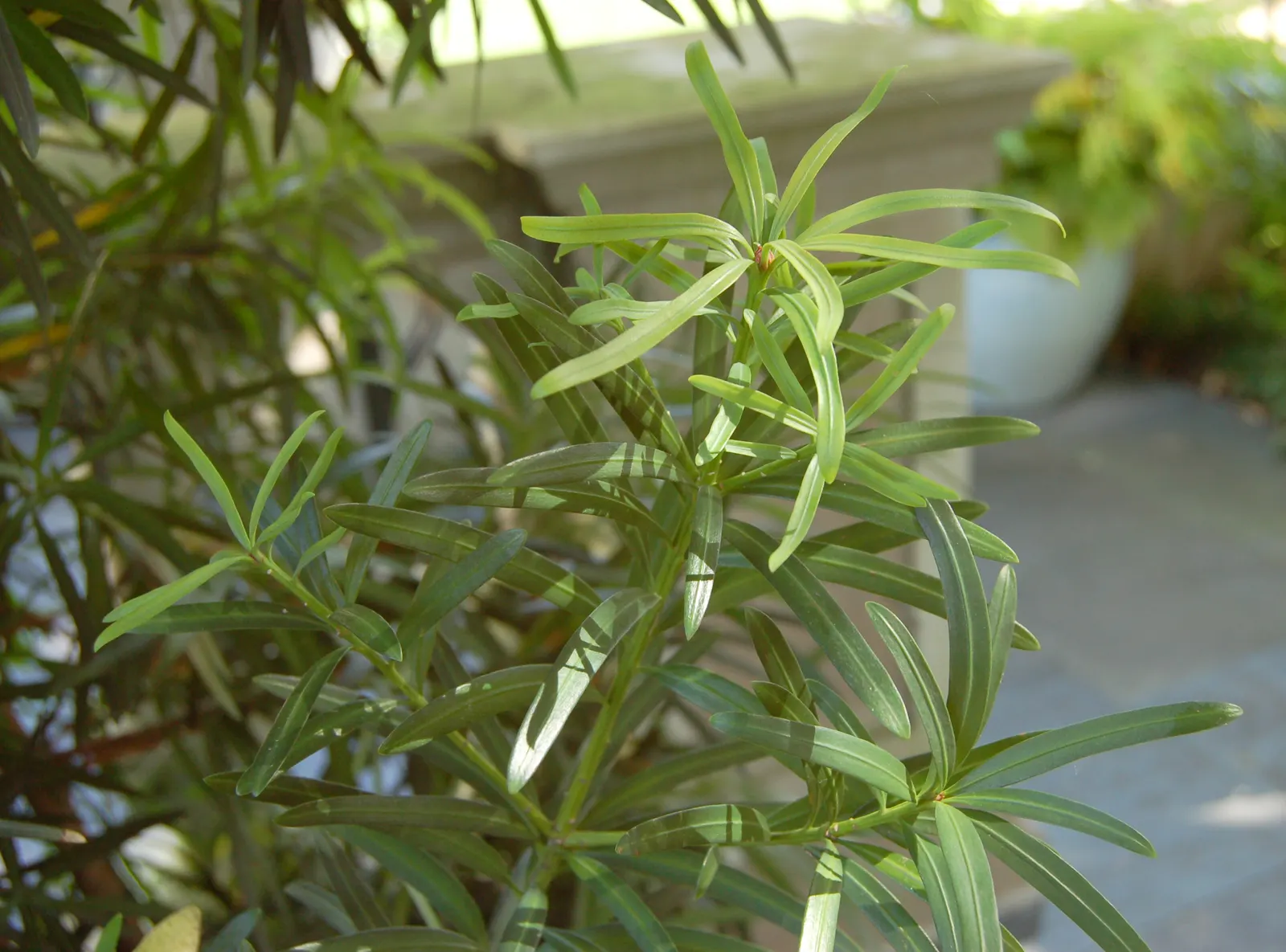 Yew Pine (Podocarpus Macrophyllus) — making it an ideal selection for hedges; providing a steadfast backdrop to other garden elements.<br><br>While, image 67