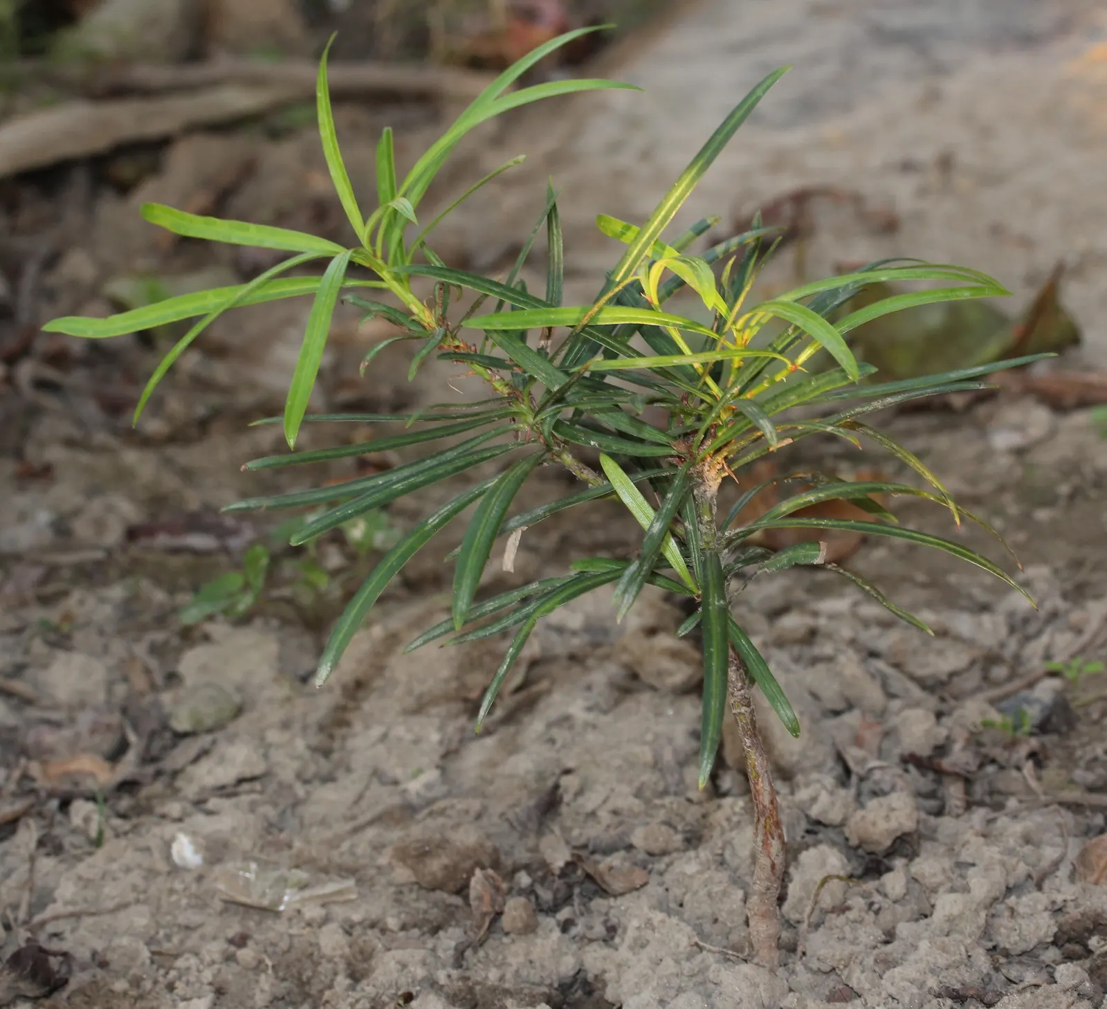 Yew Pine (Podocarpus Macrophyllus) — allowing it the space to flourish without the need for frequent trimming; making it an ideal selection for hedges
