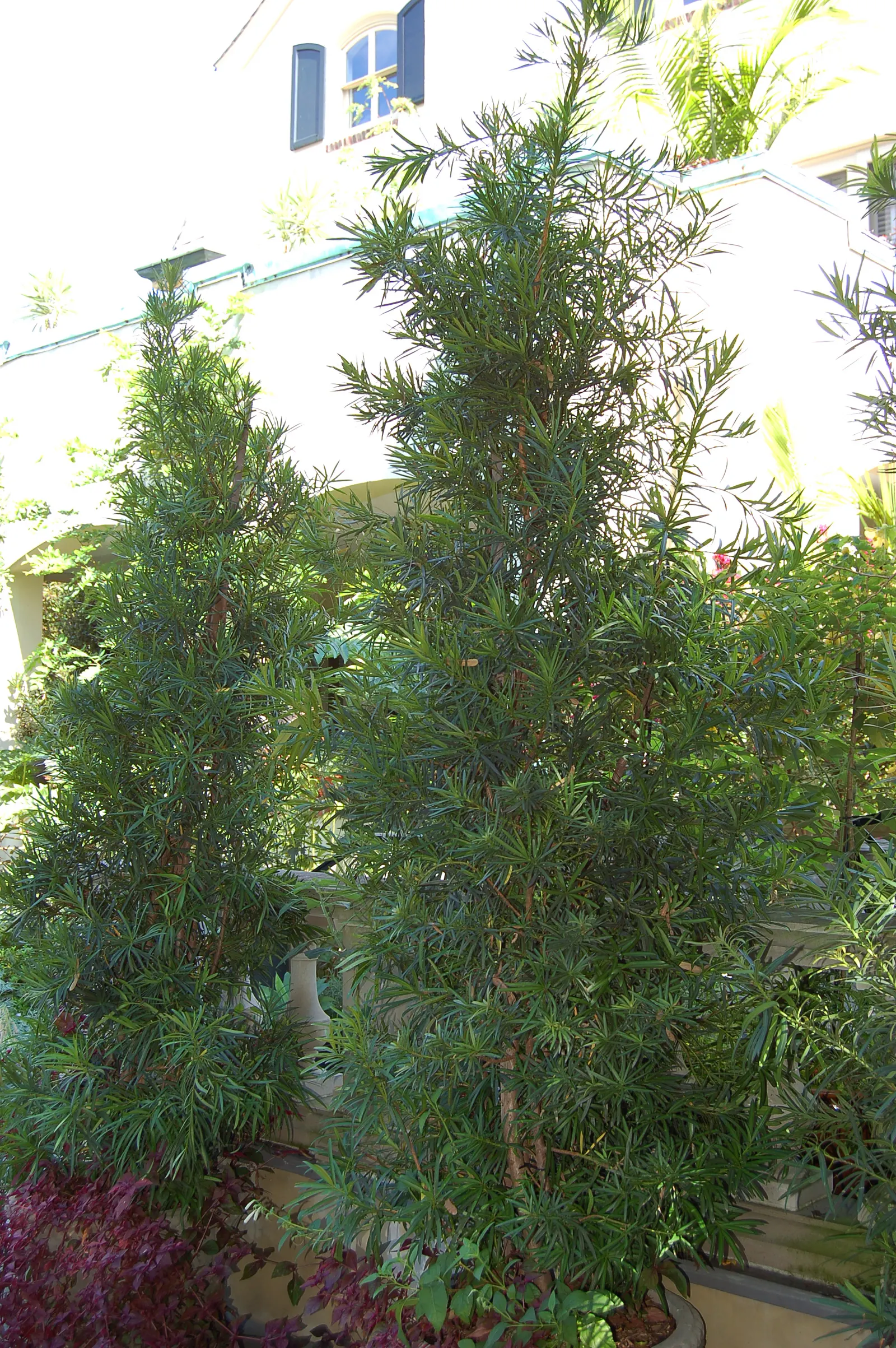 Yew Pine (Podocarpus Macrophyllus) — When it comes to irrigation; consider its slow growth rate and potential size at maturity, image 76