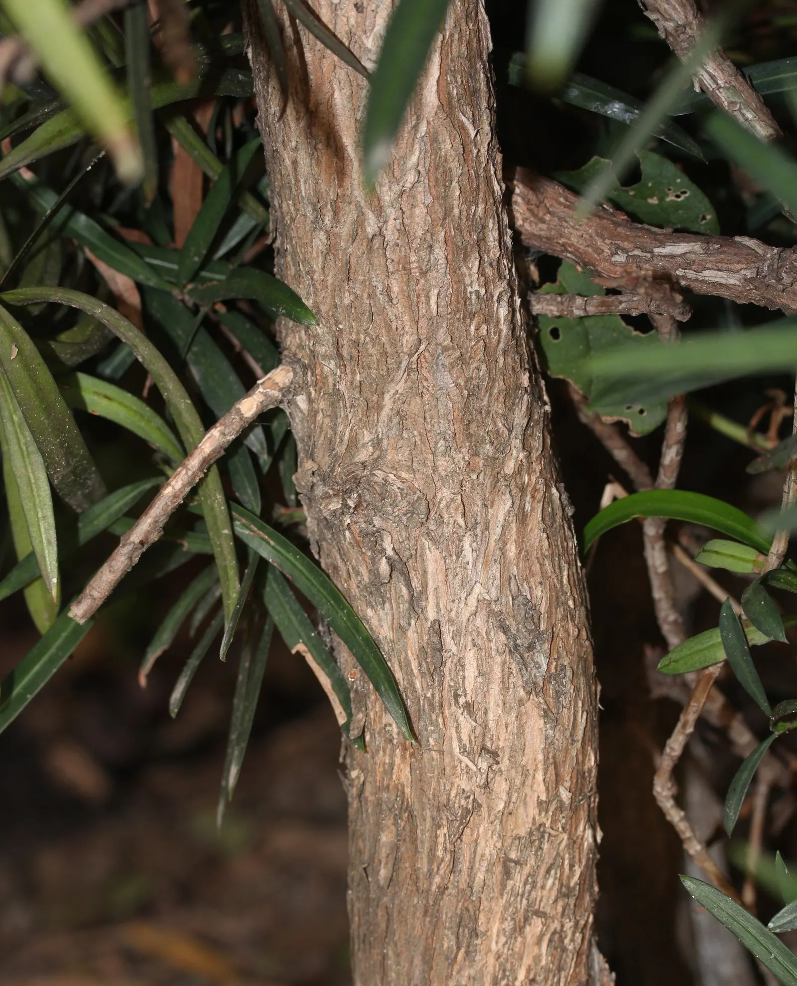 Yew Pine (Podocarpus Macrophyllus) — evergreen shrub achieving heights of 8 to 10 feet; making it an ideal selection for hedges