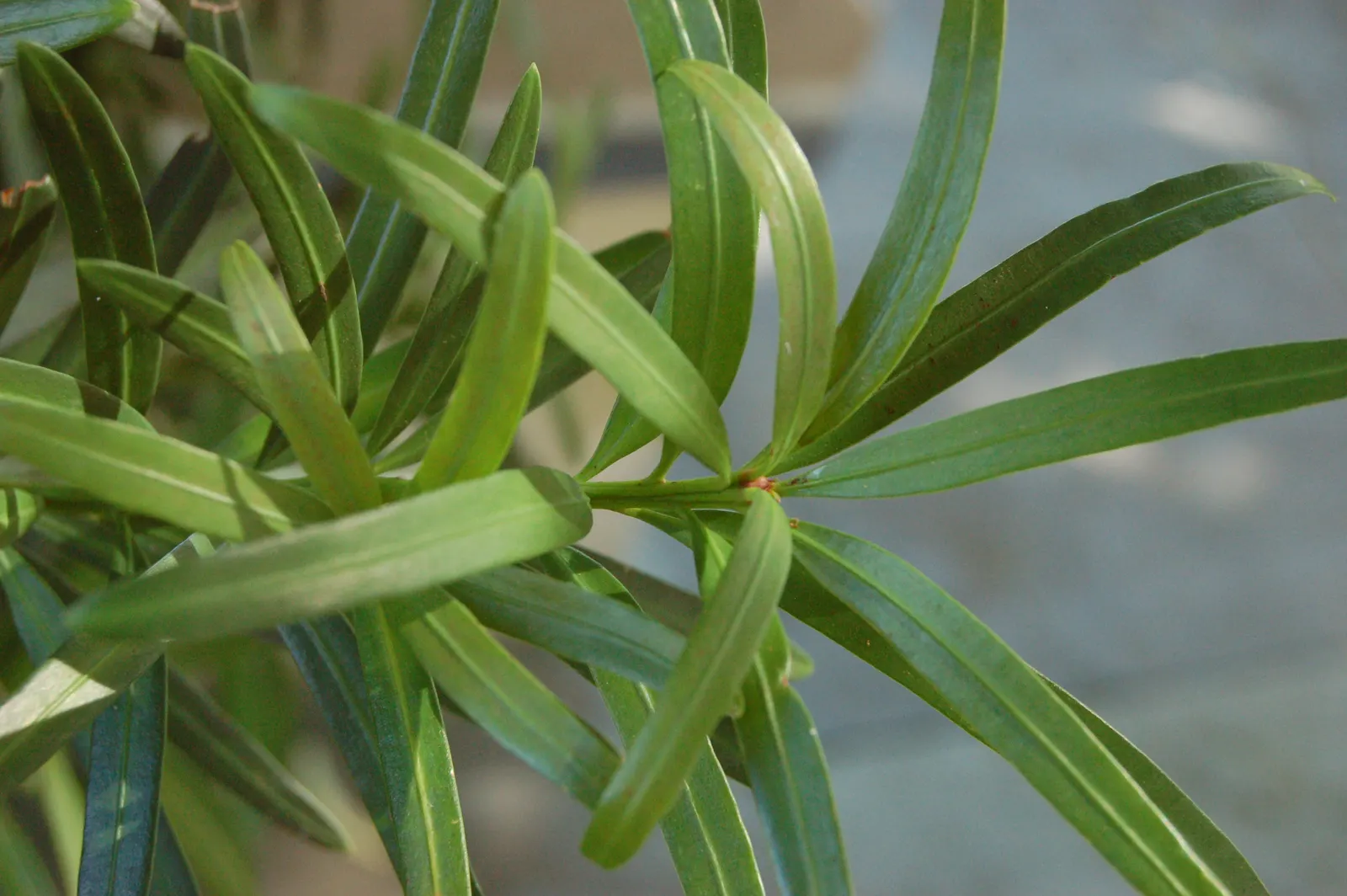 Yew Pine (Podocarpus Macrophyllus) — with a spread of 3 to 4 feet; providing a steadfast backdrop to other garden elements.<br><br>While hardy in, image 59