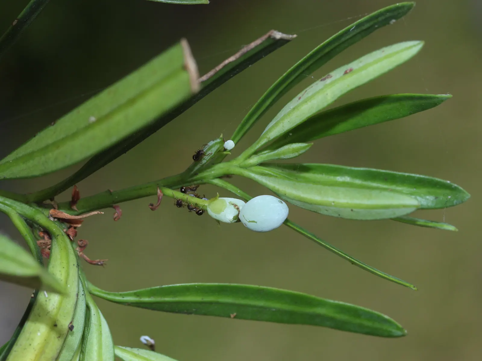 Yew Pine (Podocarpus Macrophyllus) — commonly known as Yew Pine; its slender, leathery leaves are dark green, providing year-round interest