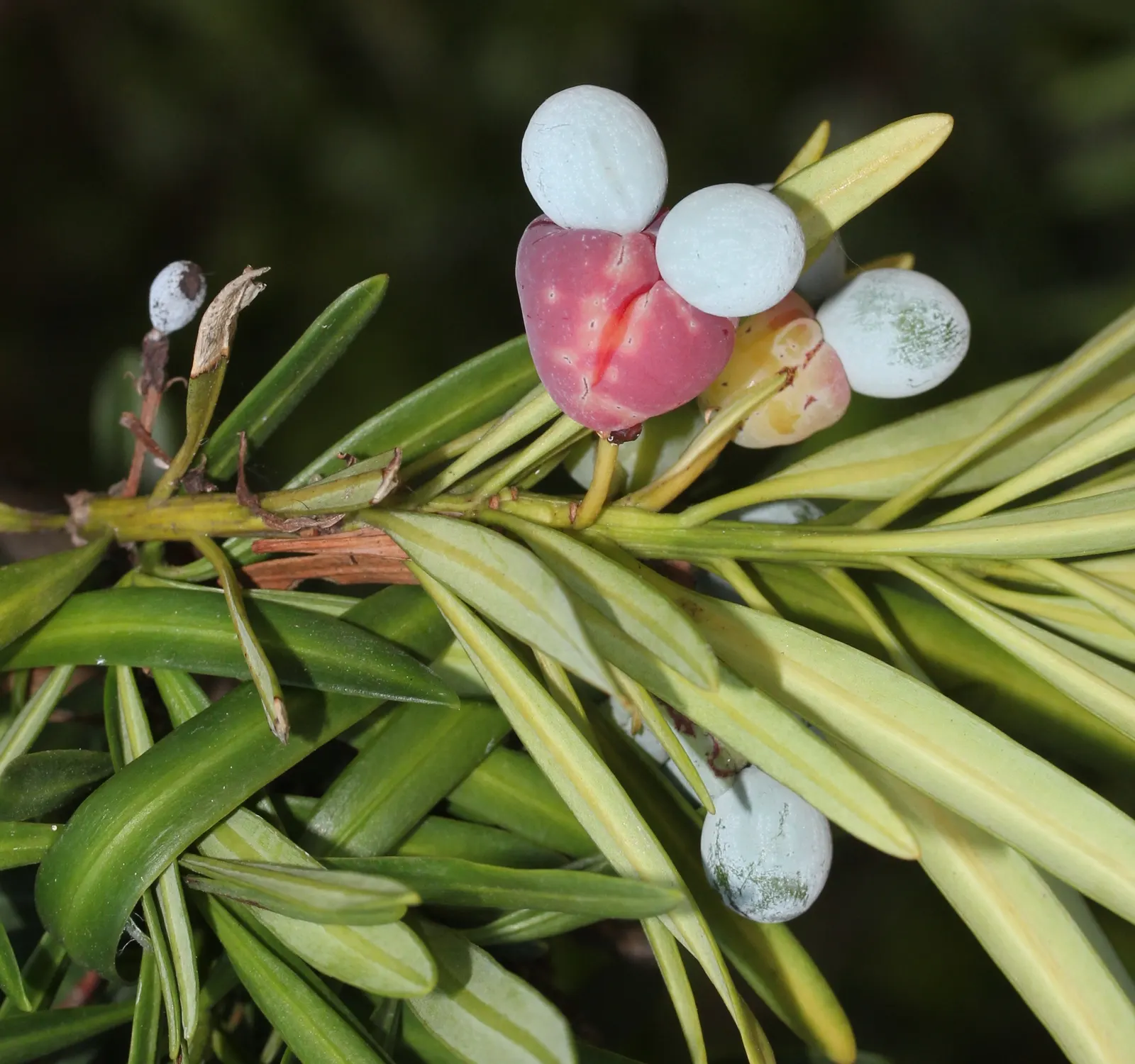 Yew Pine (Podocarpus Macrophyllus) — Ideal for hedges and screens, it thrives in USDA zones 7-11; its slender, leathery leaves are dark green, providing