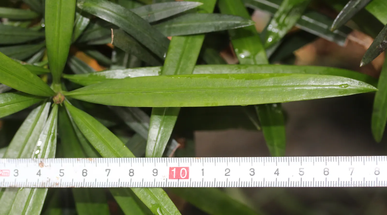 Yew Pine (Podocarpus Macrophyllus) — Its slender, leathery leaves are dark green, providing year-round interest; consider its slow growth rate and potential