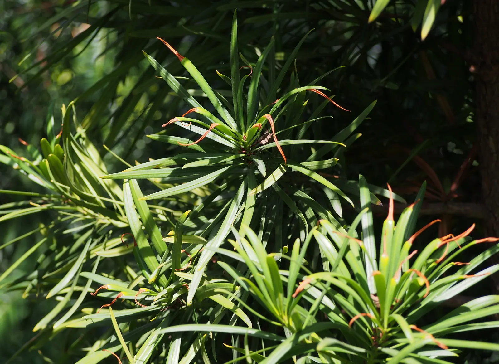 Yew Pine (Podocarpus Macrophyllus) — requiring only moderate watering once established; making it an ideal selection for hedges