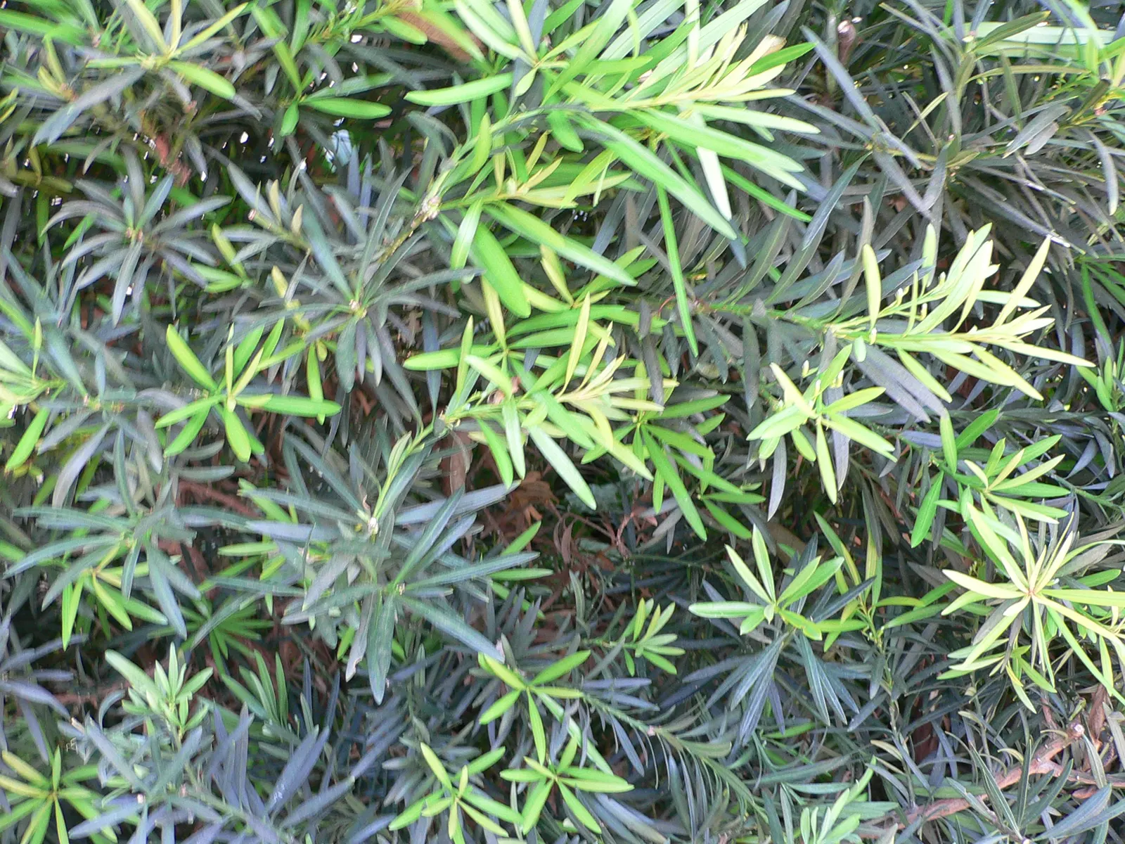 Yew Pine (Podocarpus Macrophyllus) — Once established, it's drought-tolerant, low maintenance, and pest-resistant; providing a steadfast backdrop, image 63
