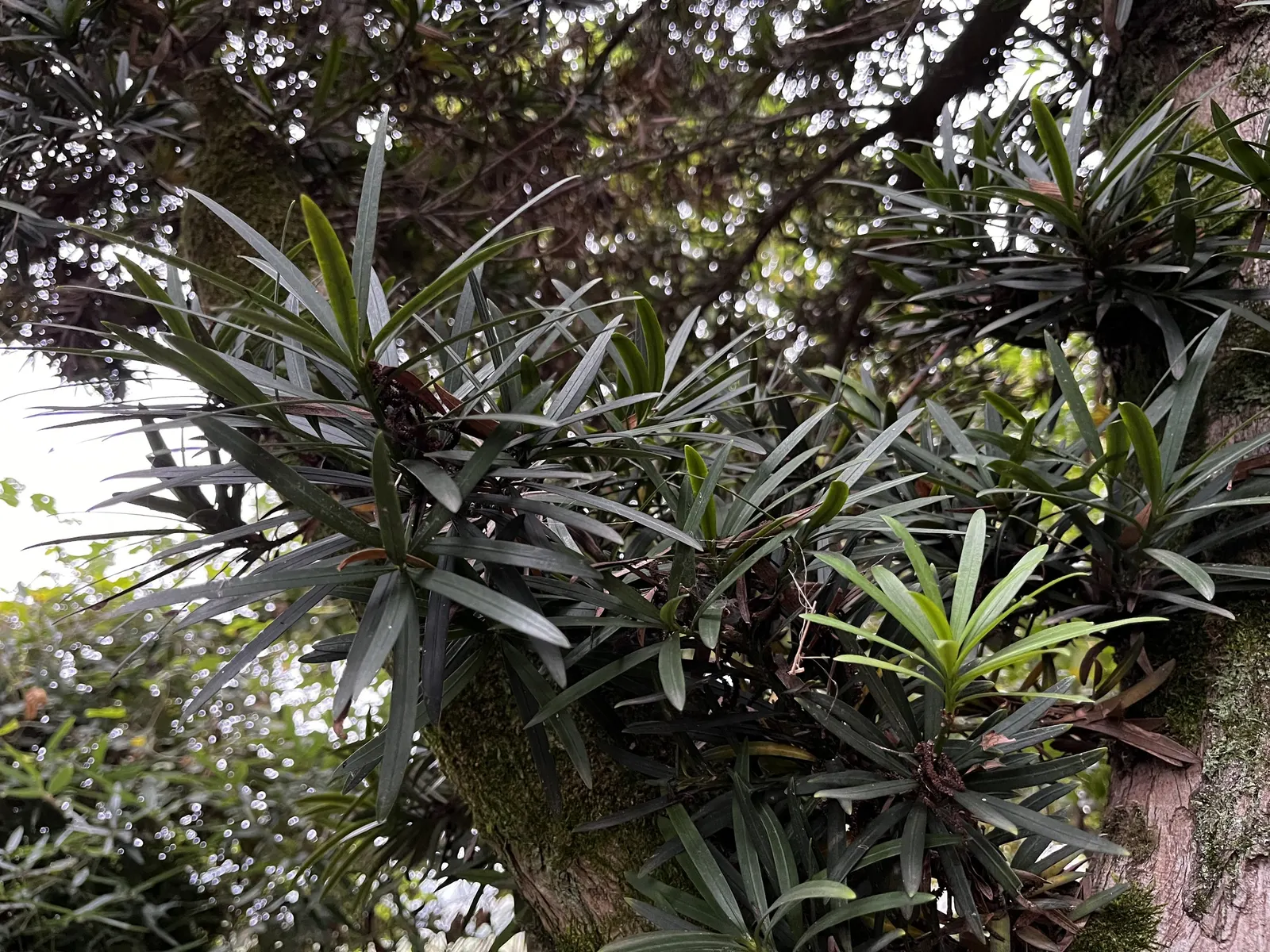 Yew Pine (Podocarpus Macrophyllus) — This elegant evergreen will provide year-round visual interest and structure to any garden space; providing a steadfast