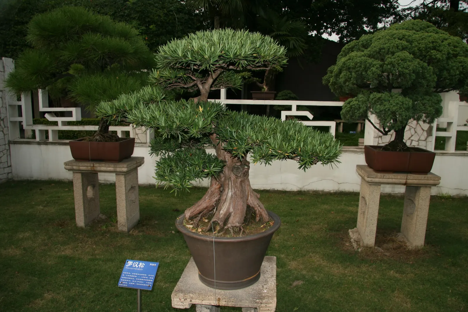 Yew Pine (Podocarpus Macrophyllus) — but with a more tolerant nature; consider its slow growth rate and potential size at maturity, image 72