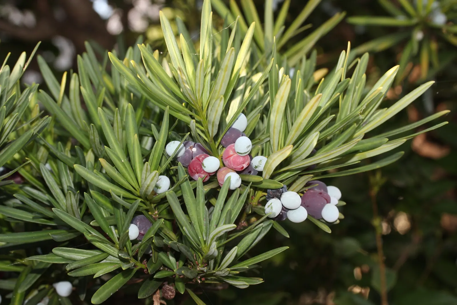 Yew Pine (Podocarpus Macrophyllus) — consider its slow growth rate and potential size at maturity; its slender, leathery leaves are dark green, providing