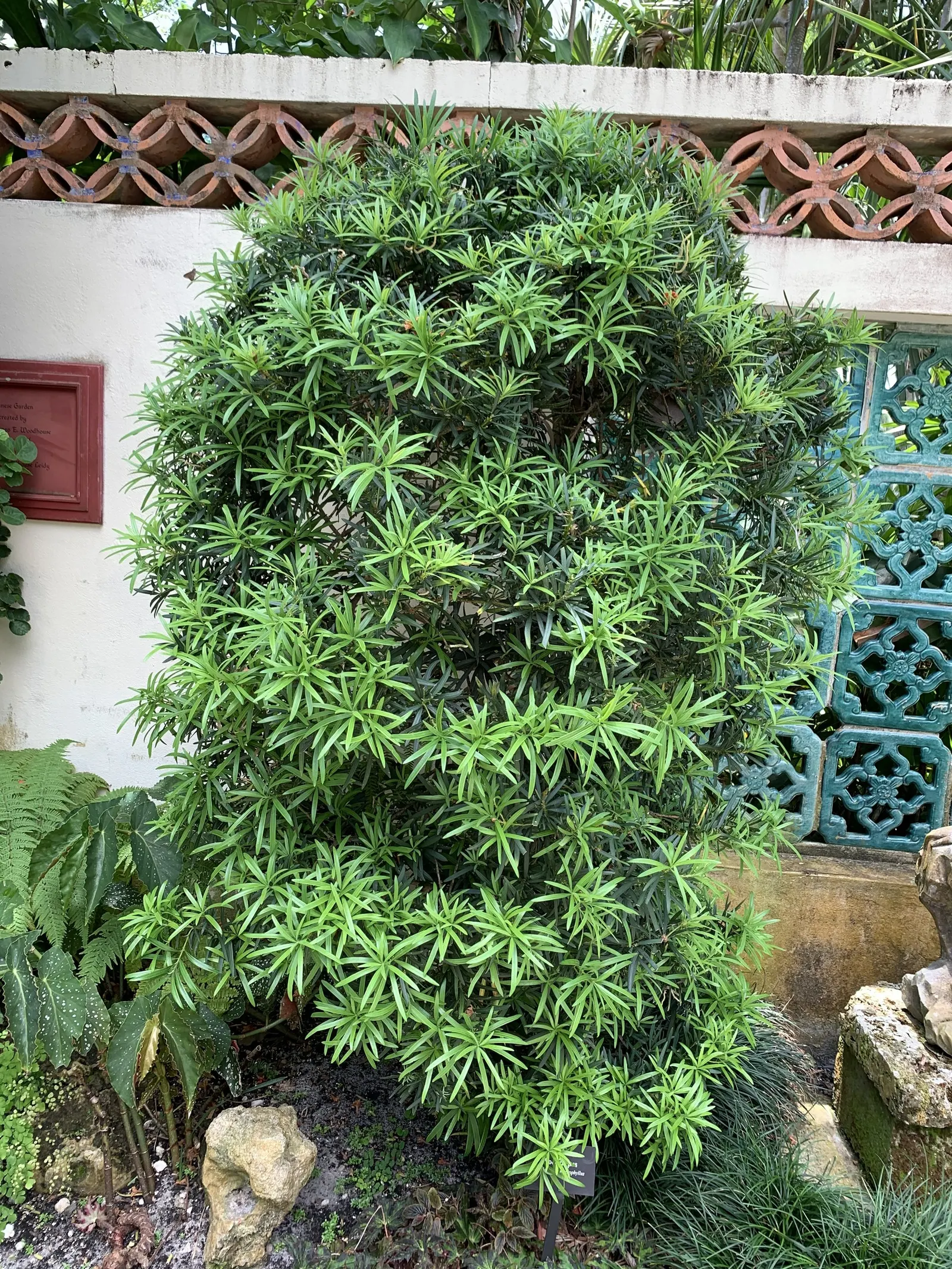 Yew Pine (Podocarpus Macrophyllus) — providing a steadfast backdrop to other garden elements.<br><br>While hardy in USDA zones 7 through 11; making it an ideal