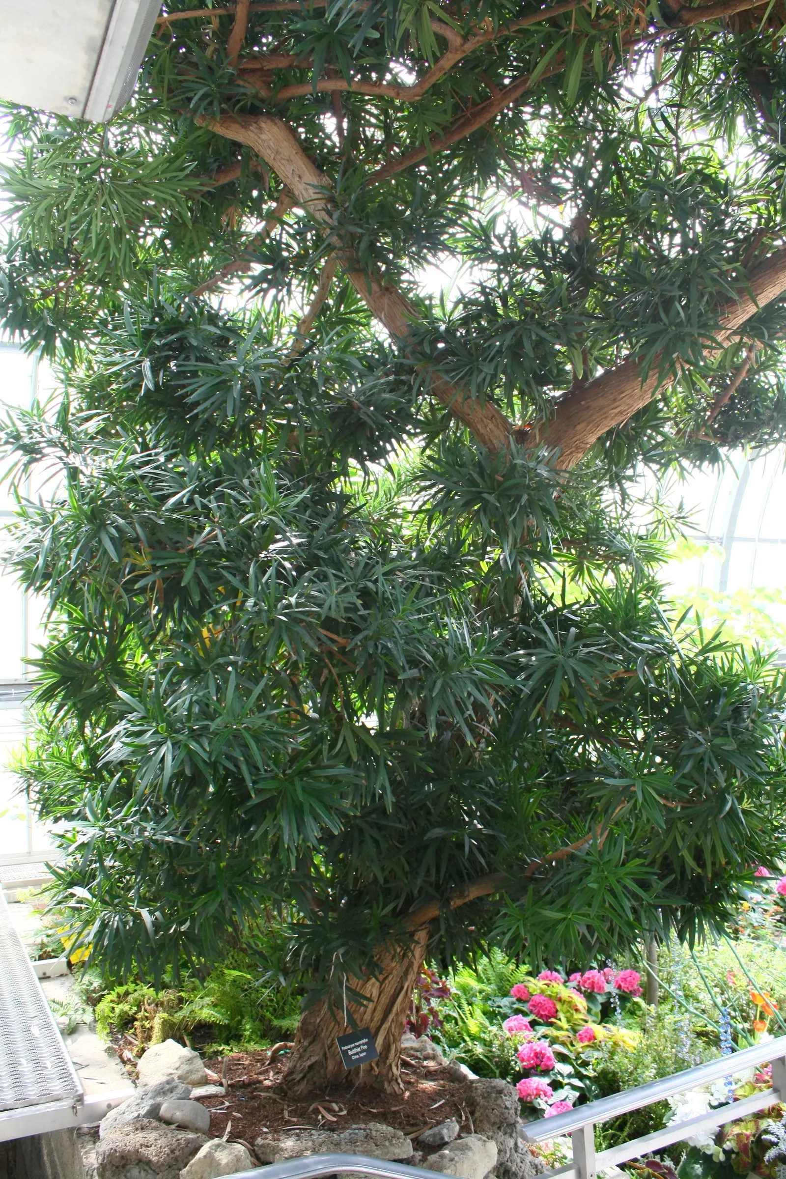 Yew Pine (Podocarpus Macrophyllus) — or foundation plantings.<br><br>Noted for its dark green; consider its slow growth rate and potential size at, image 68