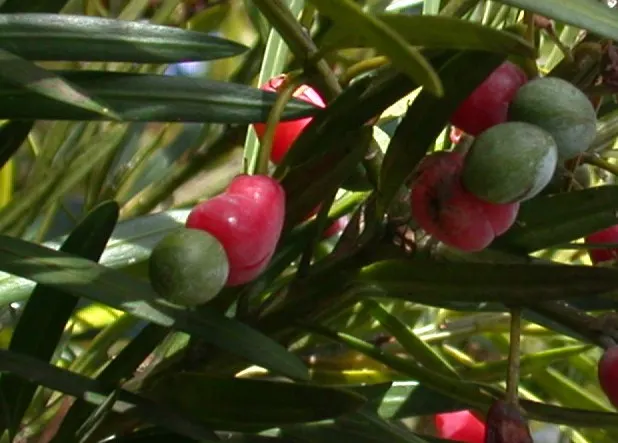 Yew Pine (Podocarpus Macrophyllus) — or foundation plantings.<br><br>Noted for its dark green; consider its slow growth rate and potential size at maturity