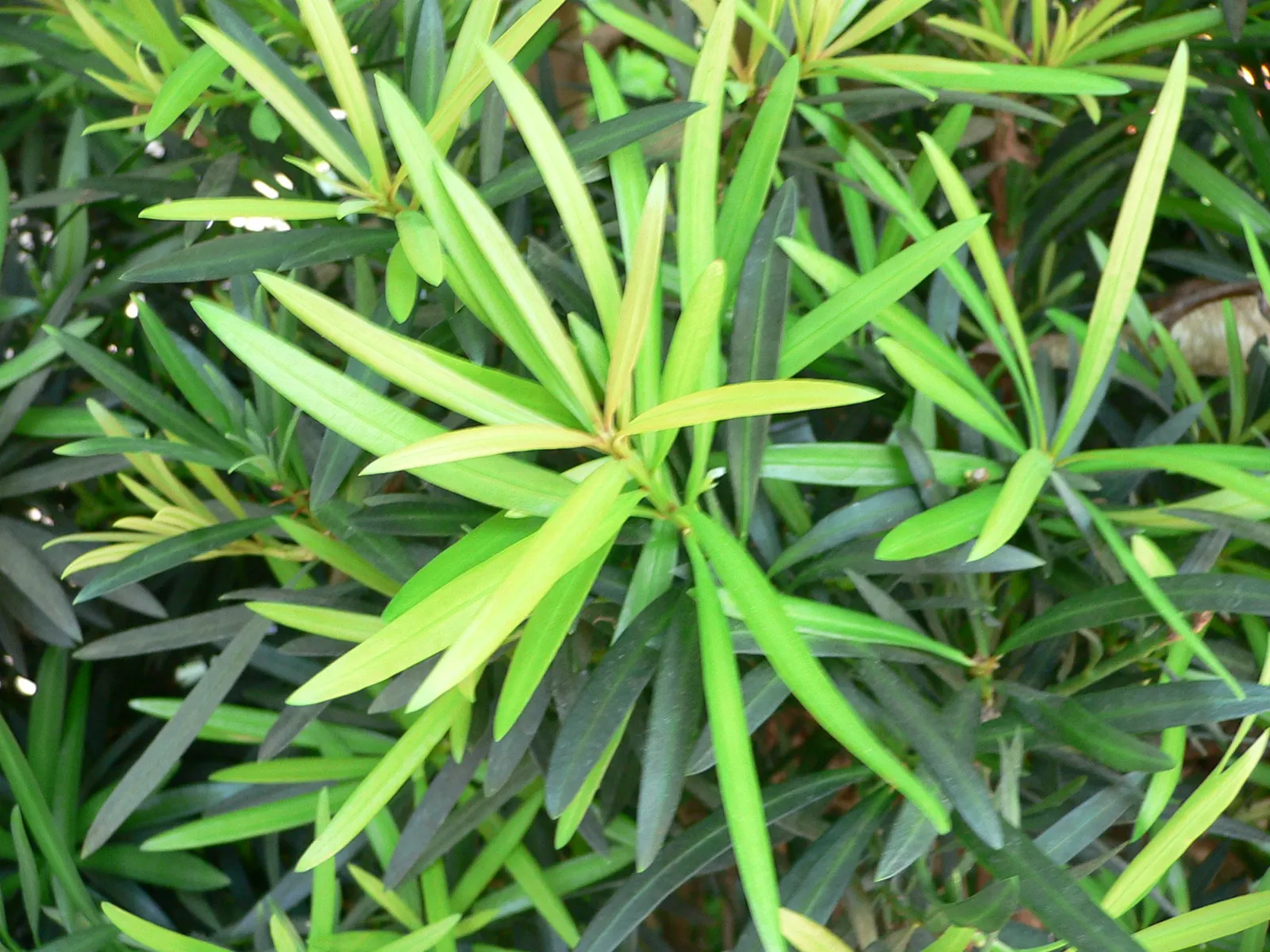 Yew Pine (Podocarpus Macrophyllus) — Adaptable but prefers well-drained soils; full sun to partial shade; making it an ideal selection for hedges, image 62