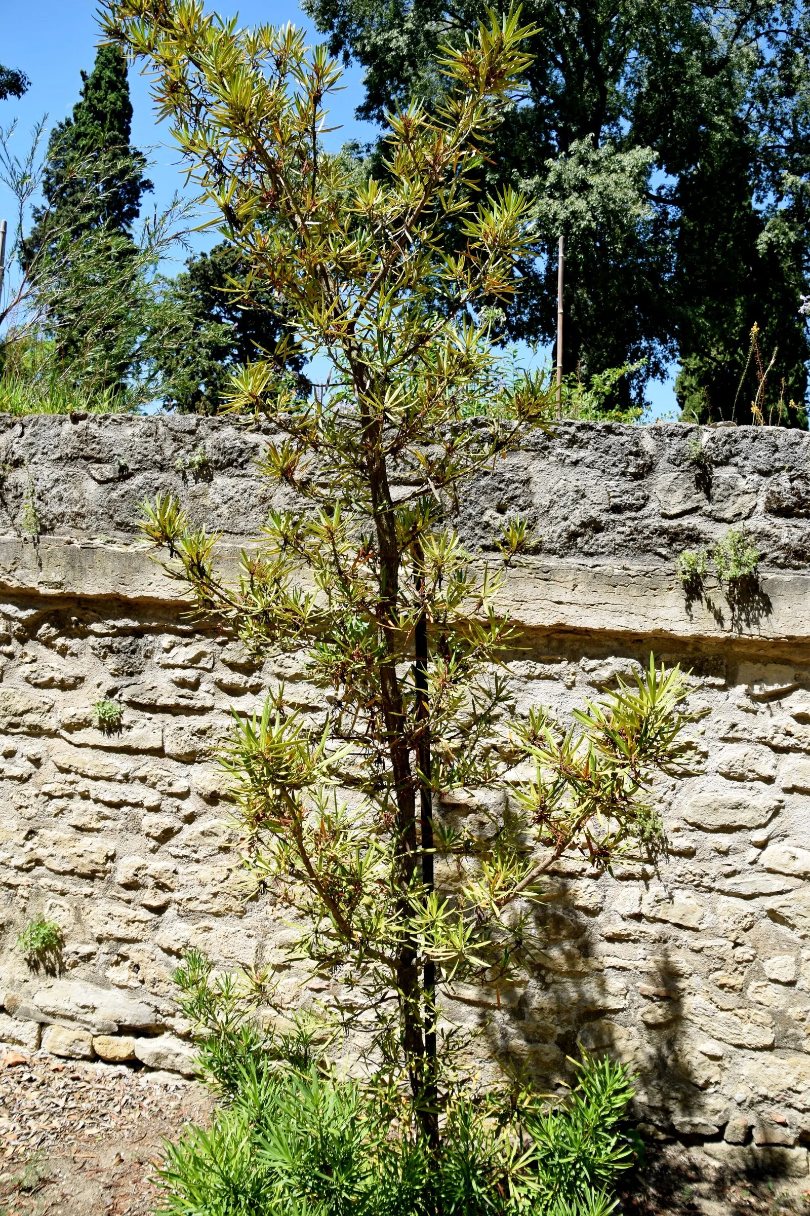 Yew Pine (Podocarpus Macrophyllus) — commonly known as Yew Pine; its slender, leathery leaves are dark green, providing year-round interest, image 57