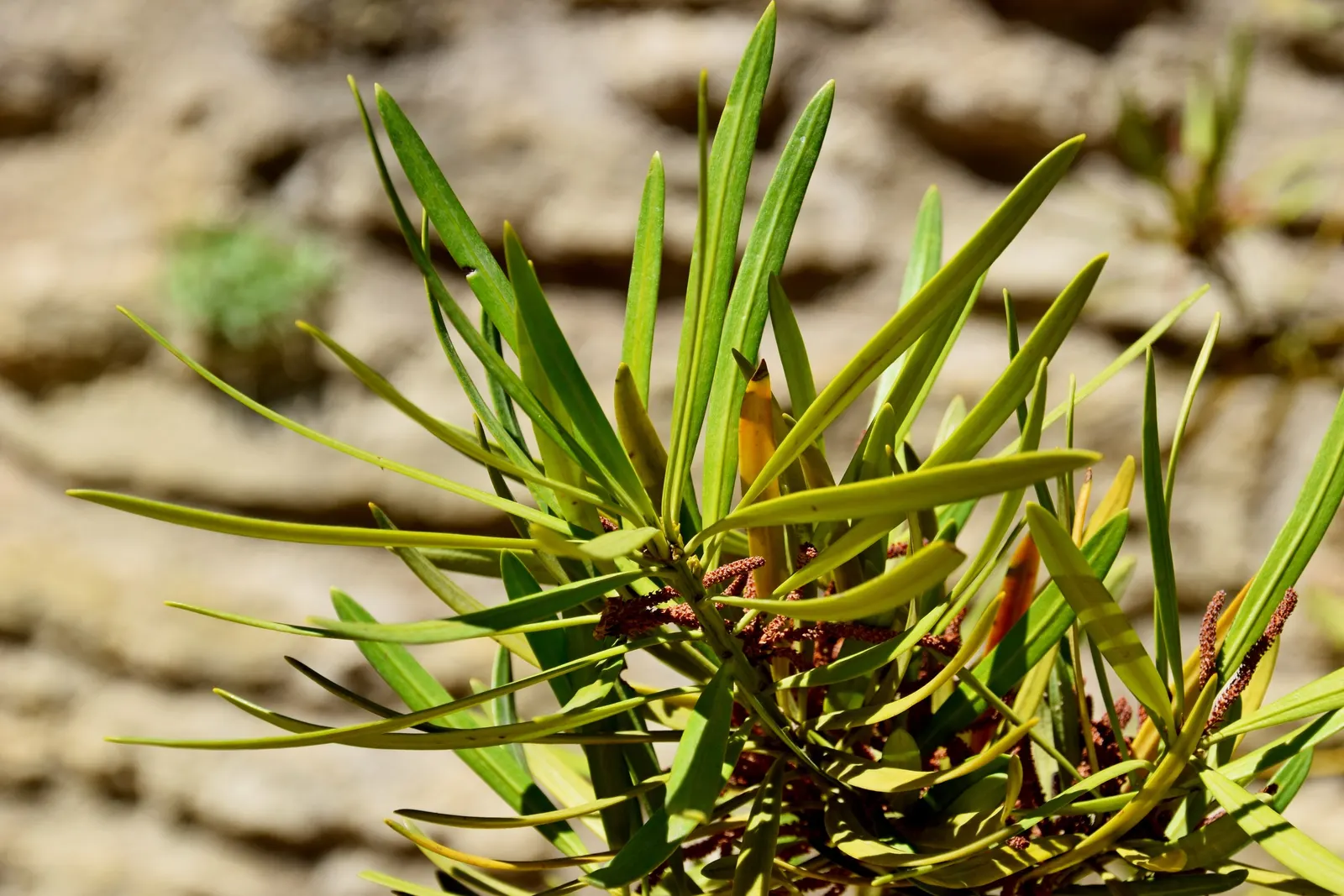 Yew Pine (Podocarpus Macrophyllus) — evergreen shrub achieving heights of 8 to 10 feet; making it an ideal selection for hedges, image 58
