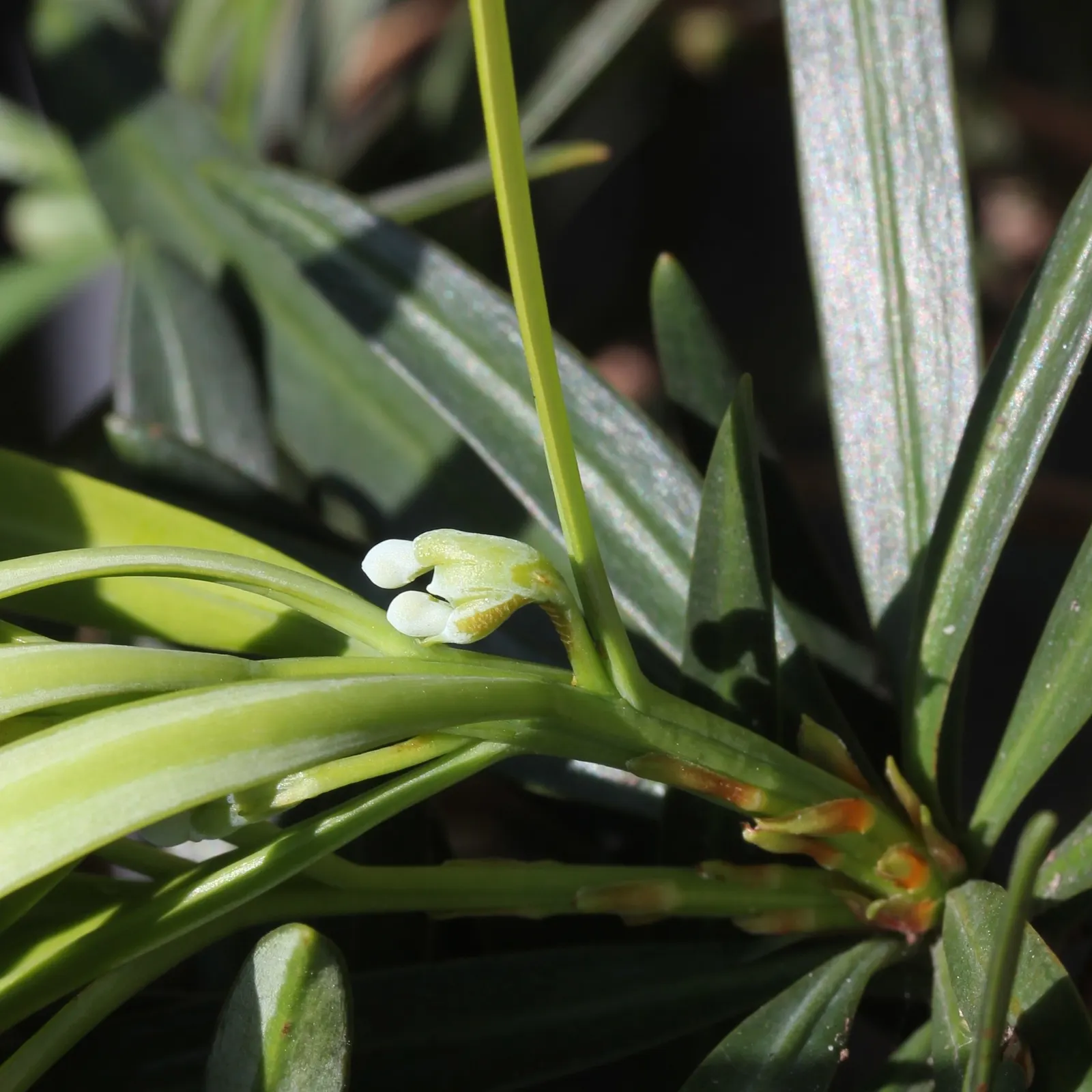 Yew Pine (Podocarpus Macrophyllus) — which can grow up to 4 inches long; its slender, leathery leaves are dark green, providing year-round interest