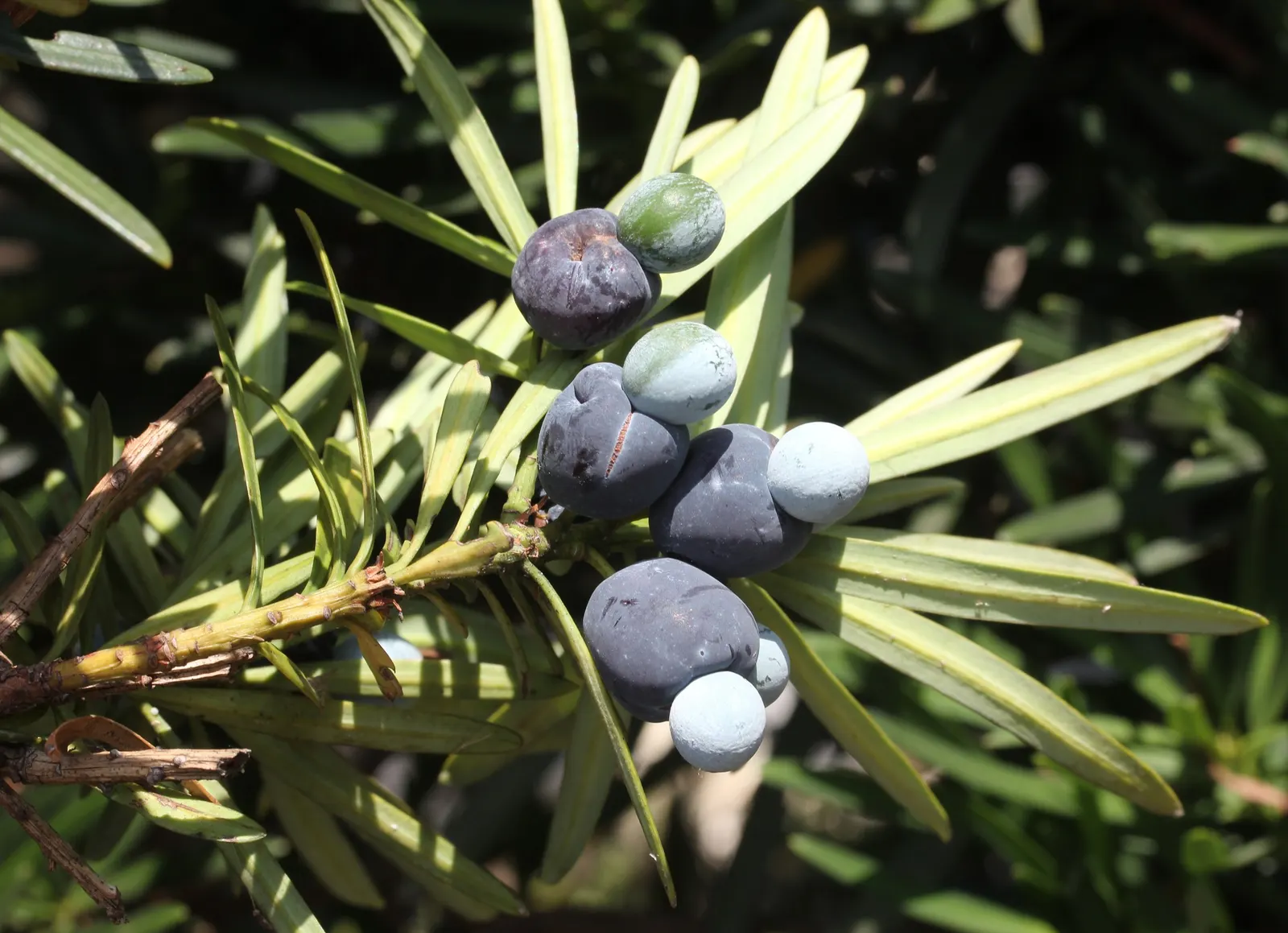 Yew Pine (Podocarpus Macrophyllus) — the Yew Pine exudes a dense; making it an ideal selection for hedges