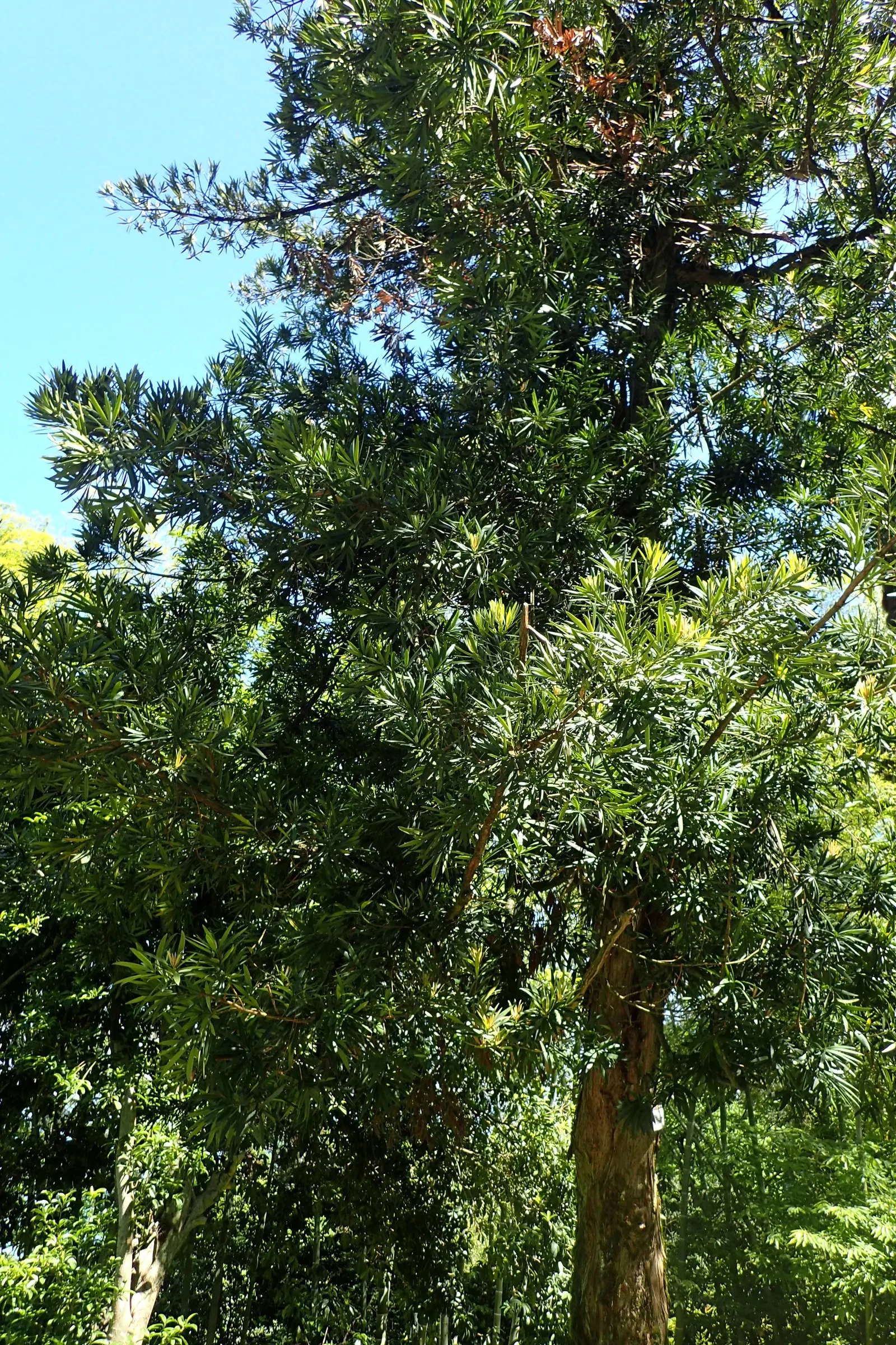 Yew Pine (Podocarpus Macrophyllus) — The foliage is deceptively soft to the touch and maintains its robust color year-round; its slender, leathery leaves are