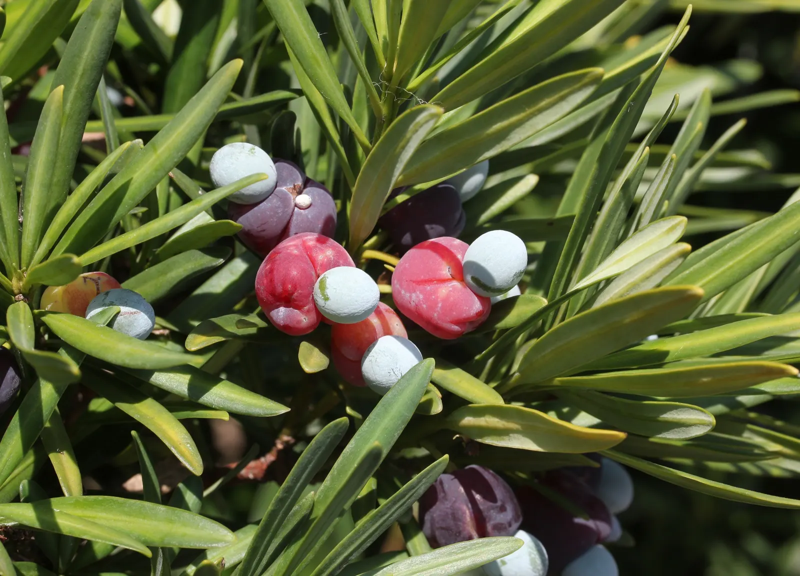 Yew Pine (Podocarpus Macrophyllus) — conifer / shrub / tree for full or half or shade