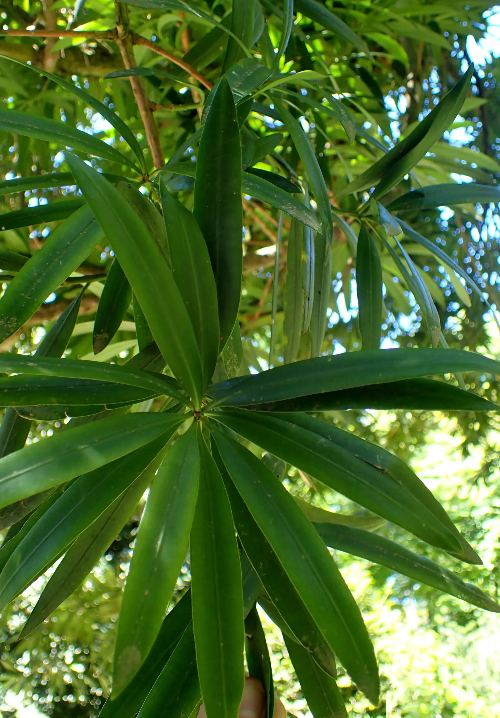 Yew Pine (Podocarpus Macrophyllus) — but this should be done with care to preserve its natural form; providing a steadfast backdrop to other garden, image 79
