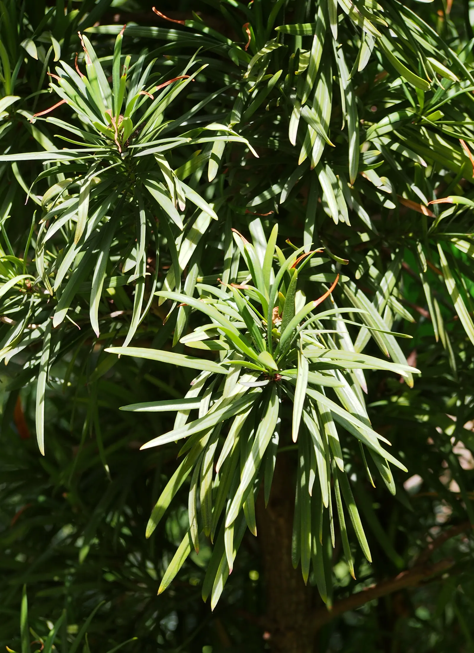 Yew Pine (Podocarpus Macrophyllus) — Adaptable but prefers well-drained soils; full sun to partial shade; making it an ideal selection for hedges