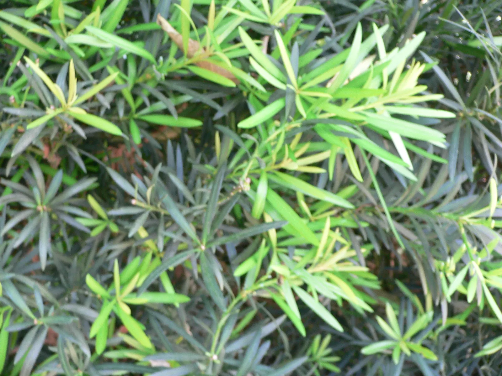 Yew Pine (Podocarpus Macrophyllus) — the Yew Pine exudes a dense; making it an ideal selection for hedges, image 70
