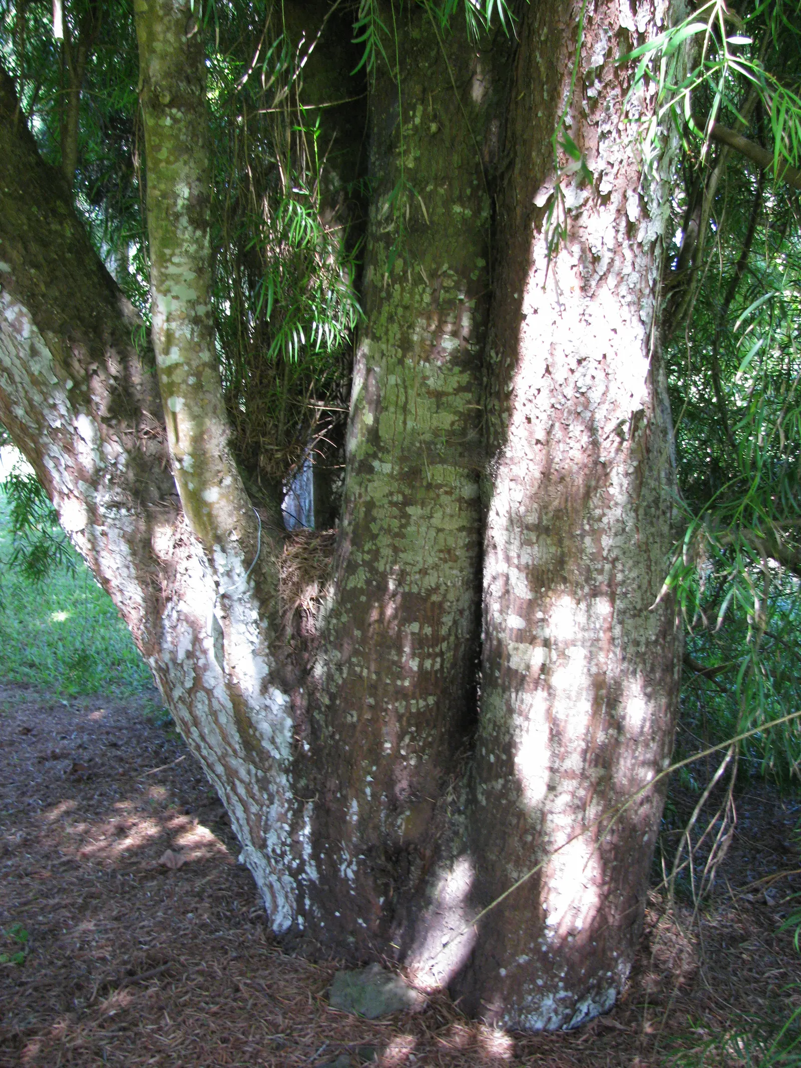 Yew Pine (Podocarpus Macrophyllus) — with a spread of 3 to 4 feet; providing a steadfast backdrop to other garden elements.<br><br>While hardy in, image 87