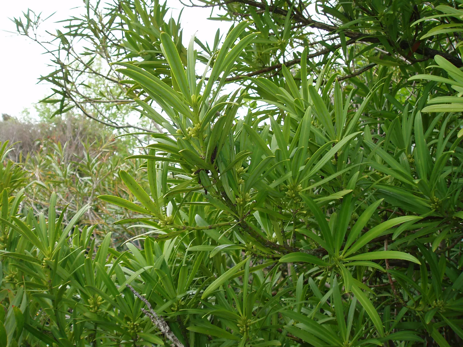 Yew Pine (Podocarpus Macrophyllus) — Often reaching heights between 8 to 10 feet and a spread of about 3 to 4 feet; its slender, leathery leaves, image 93