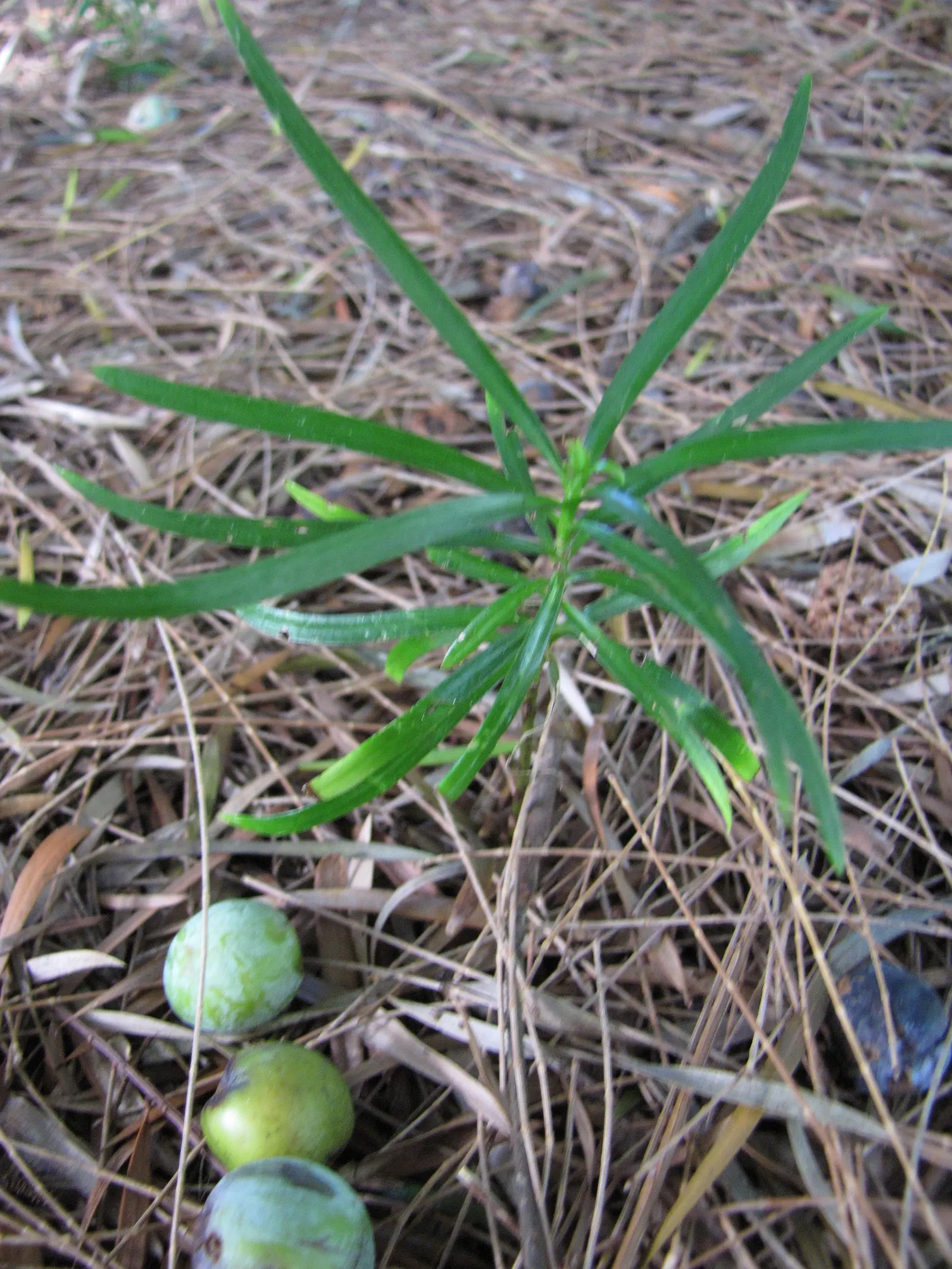 Yew Pine (Podocarpus Macrophyllus) — As you incorporate Yew Pine into your landscape; consider its slow growth rate and potential size at maturity, image 80