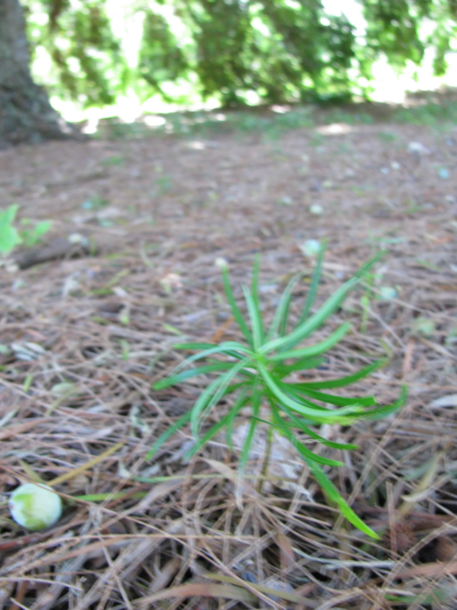 Yew Pine (Podocarpus Macrophyllus) — Often reaching heights between 8 to 10 feet and a spread of about 3 to 4 feet; its slender, leathery leaves are dark