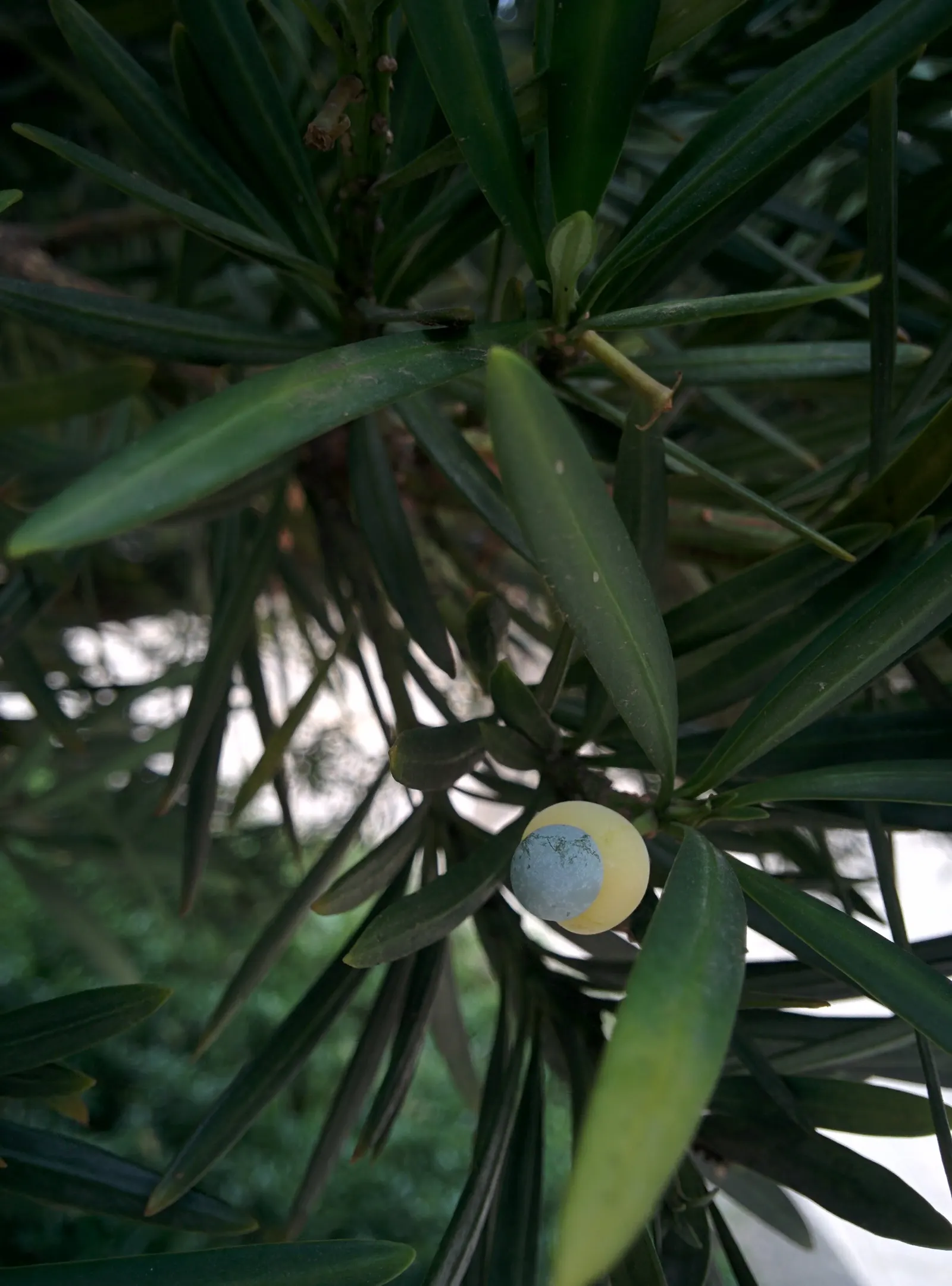 Yew Pine (Podocarpus Macrophyllus) — but this should be done with care to preserve its natural form; providing a steadfast backdrop to other garden