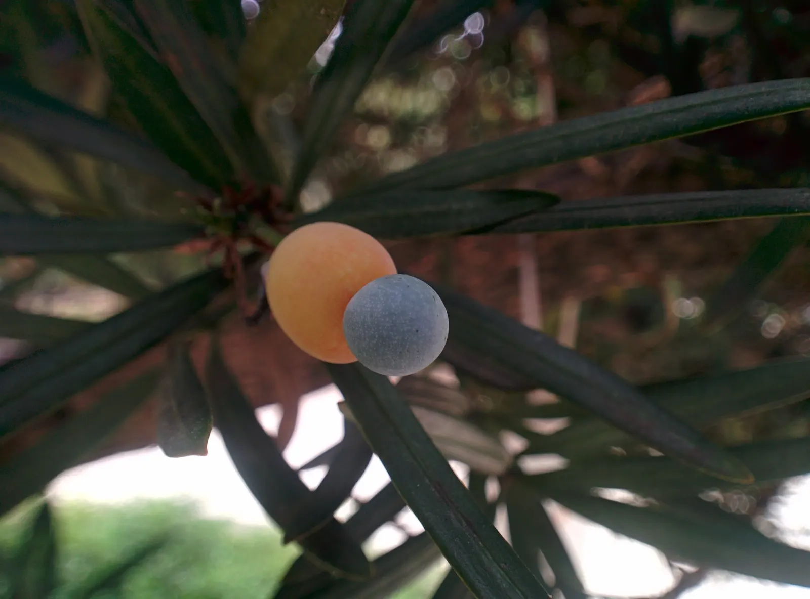 Yew Pine (Podocarpus Macrophyllus) — requiring only moderate watering once established; making it an ideal selection for hedges, image 78