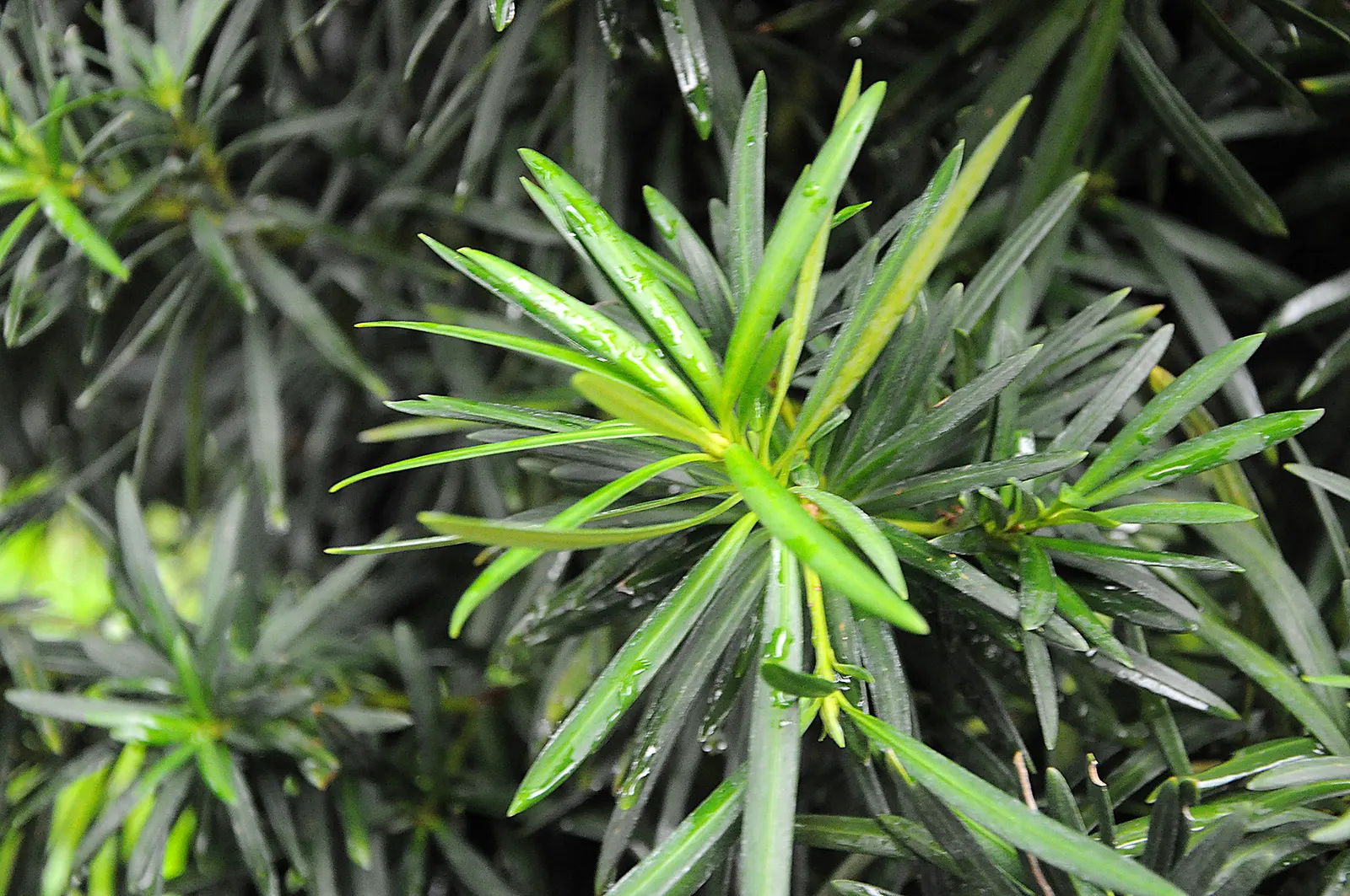 Yew Pine (Podocarpus Macrophyllus) — consider its slow growth rate and potential size at maturity; its slender, leathery leaves are dark green, image 81