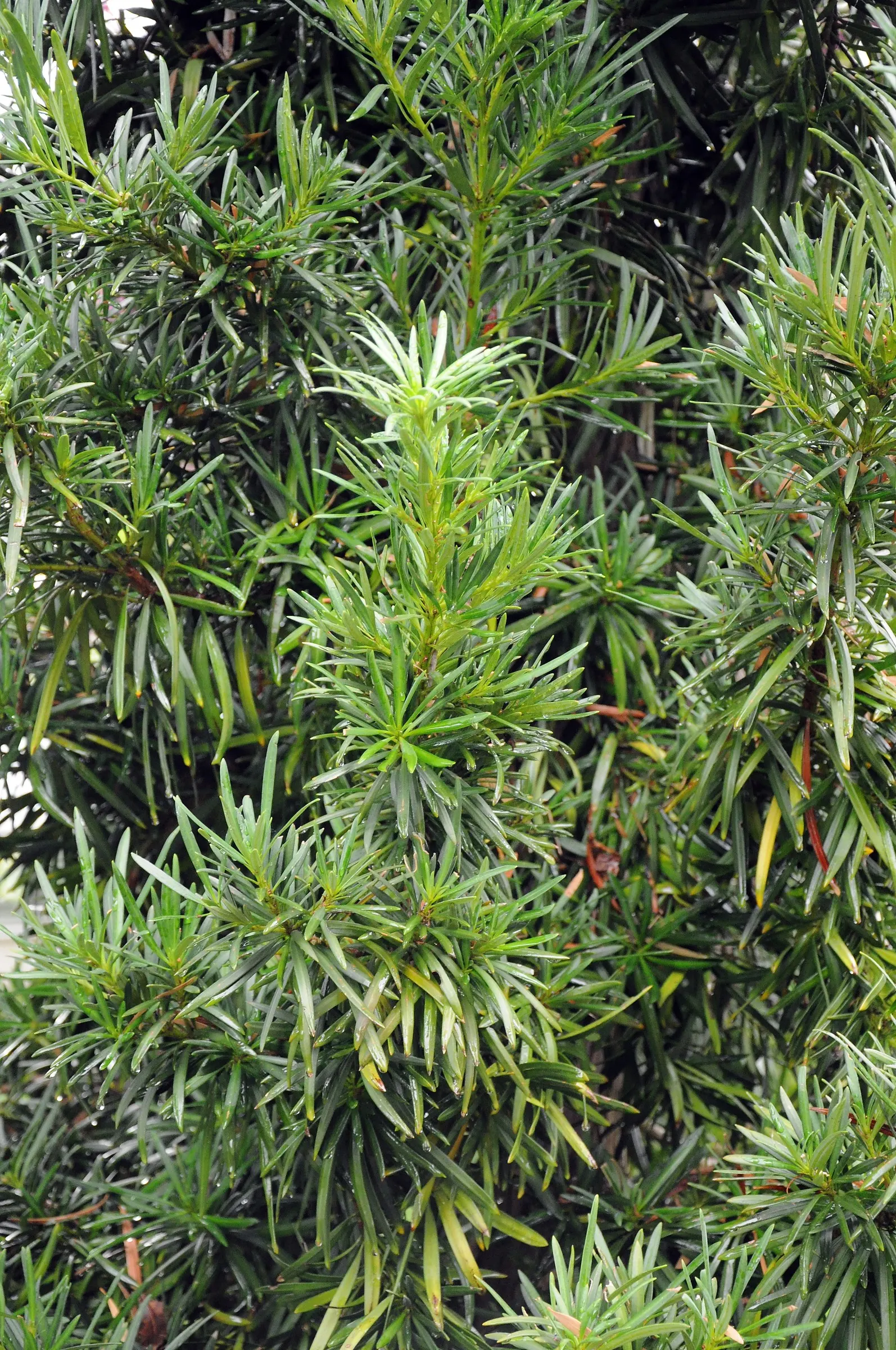 Yew Pine (Podocarpus Macrophyllus) — which can grow up to 4 inches long; its slender, leathery leaves are dark green, providing year-round interest, image 97