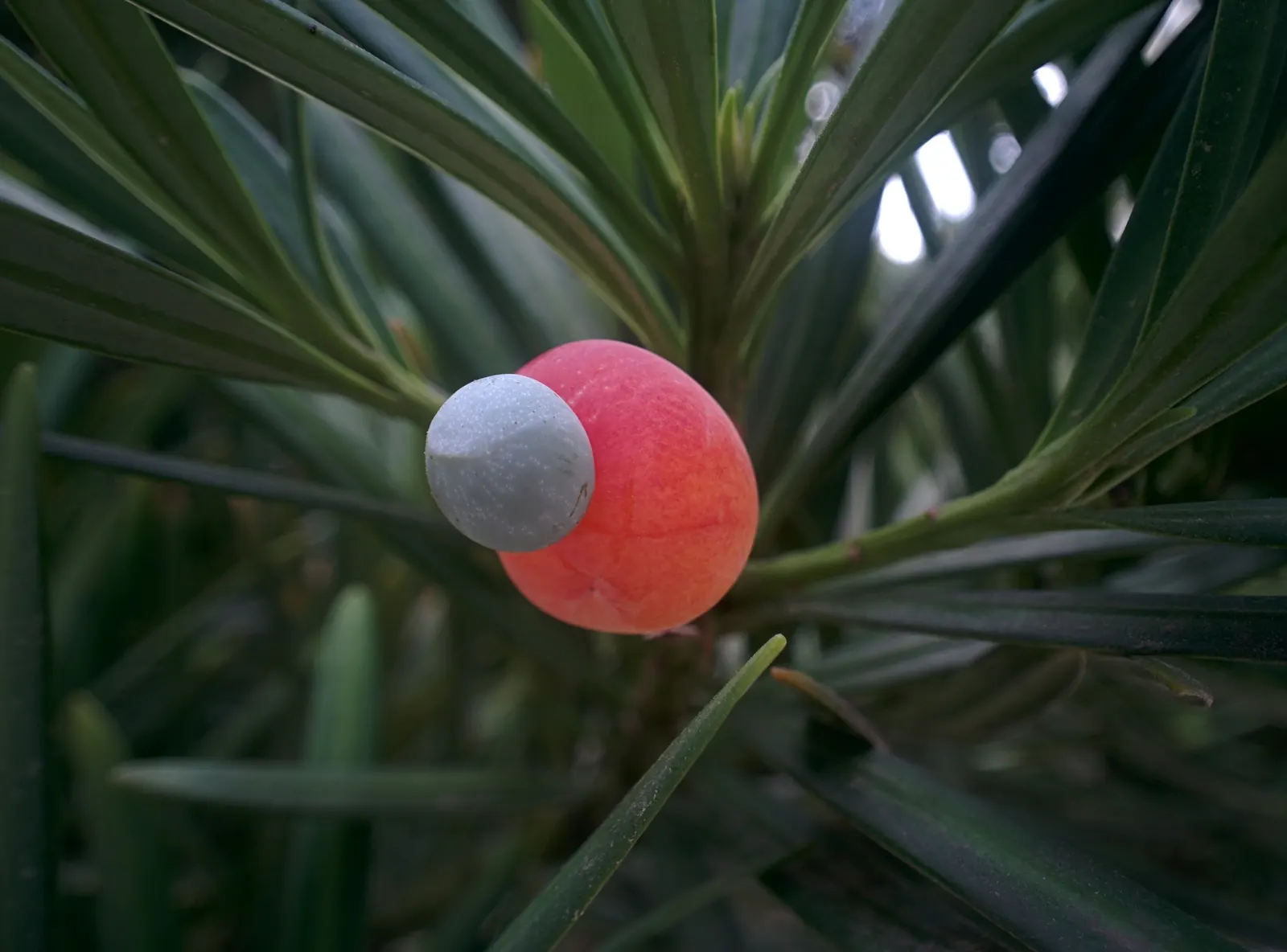 Yew Pine (Podocarpus Macrophyllus) — When it comes to irrigation; consider its slow growth rate and potential size at maturity