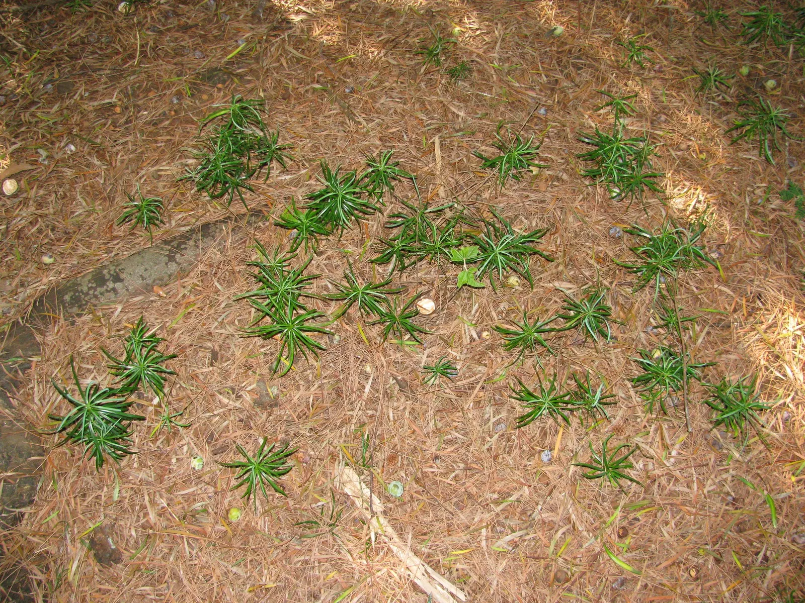 Yew Pine (Podocarpus Macrophyllus) — is a versatile and slow-growing evergreen conifer that is an exemplary choice for a refined landscape design; consider its