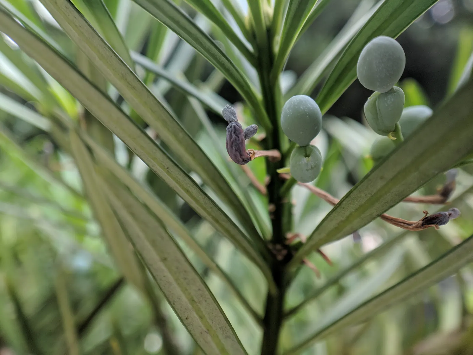Yew Pine (Podocarpus Macrophyllus) — Ideal for hedges and screens, it thrives in USDA zones 7-11; its slender, leathery leaves are dark green, image 61
