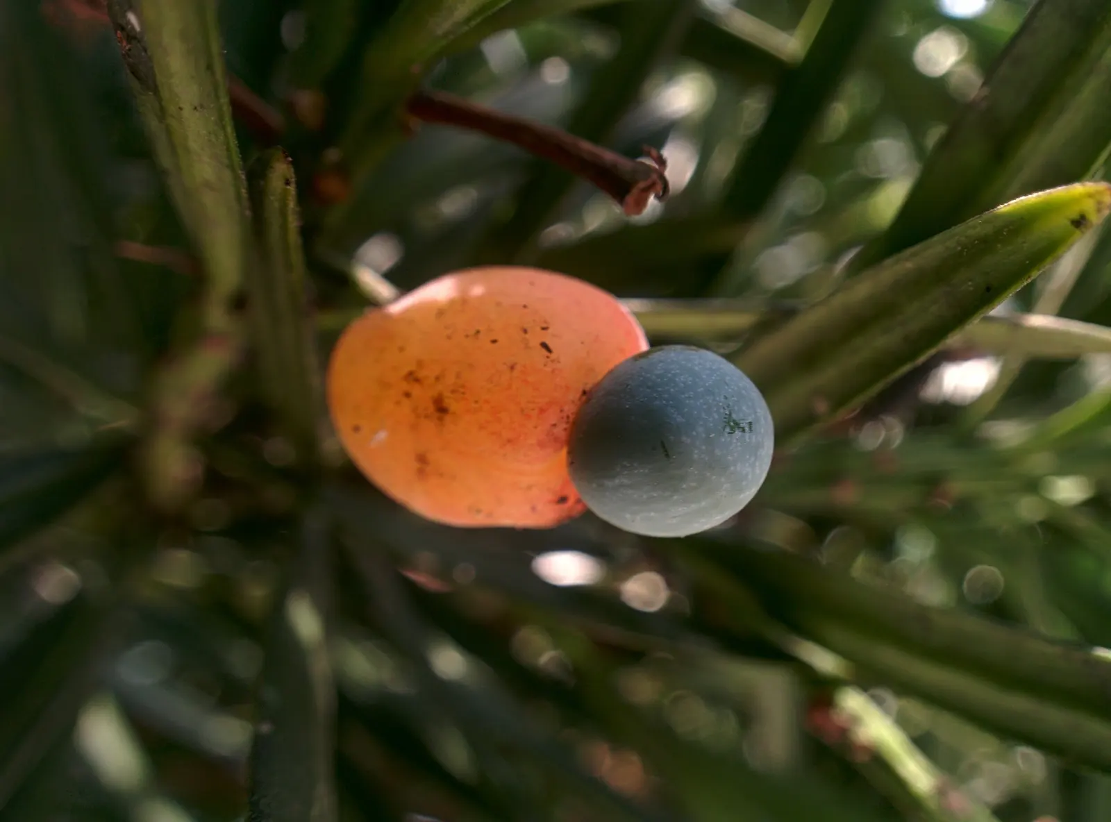 Yew Pine (Podocarpus Macrophyllus) — Yew Pine thrives in full to partial sunlight with well-draining soil; providing a steadfast backdrop to other garden