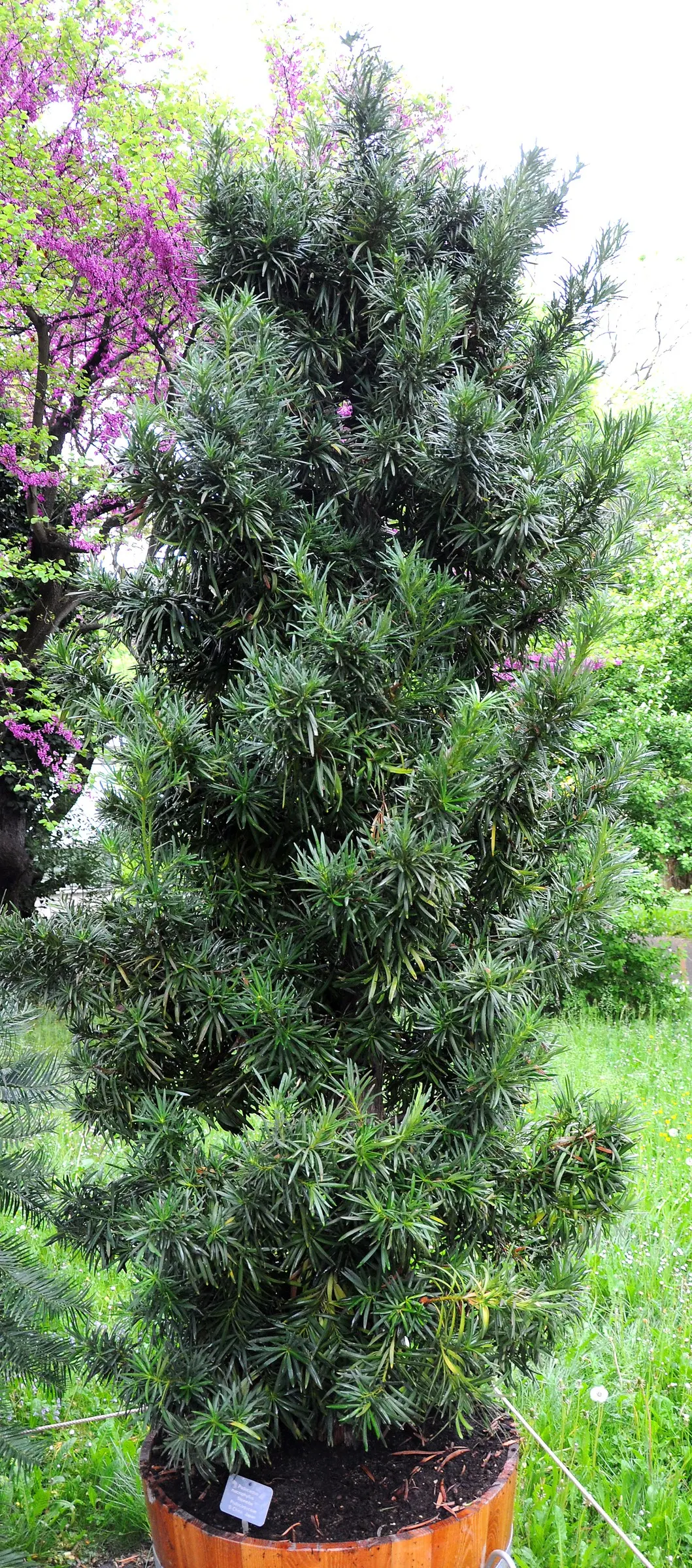 Yew Pine (Podocarpus Macrophyllus) — Yew Pine thrives in full to partial sunlight with well-draining soil; providing a steadfast backdrop to other, image 103