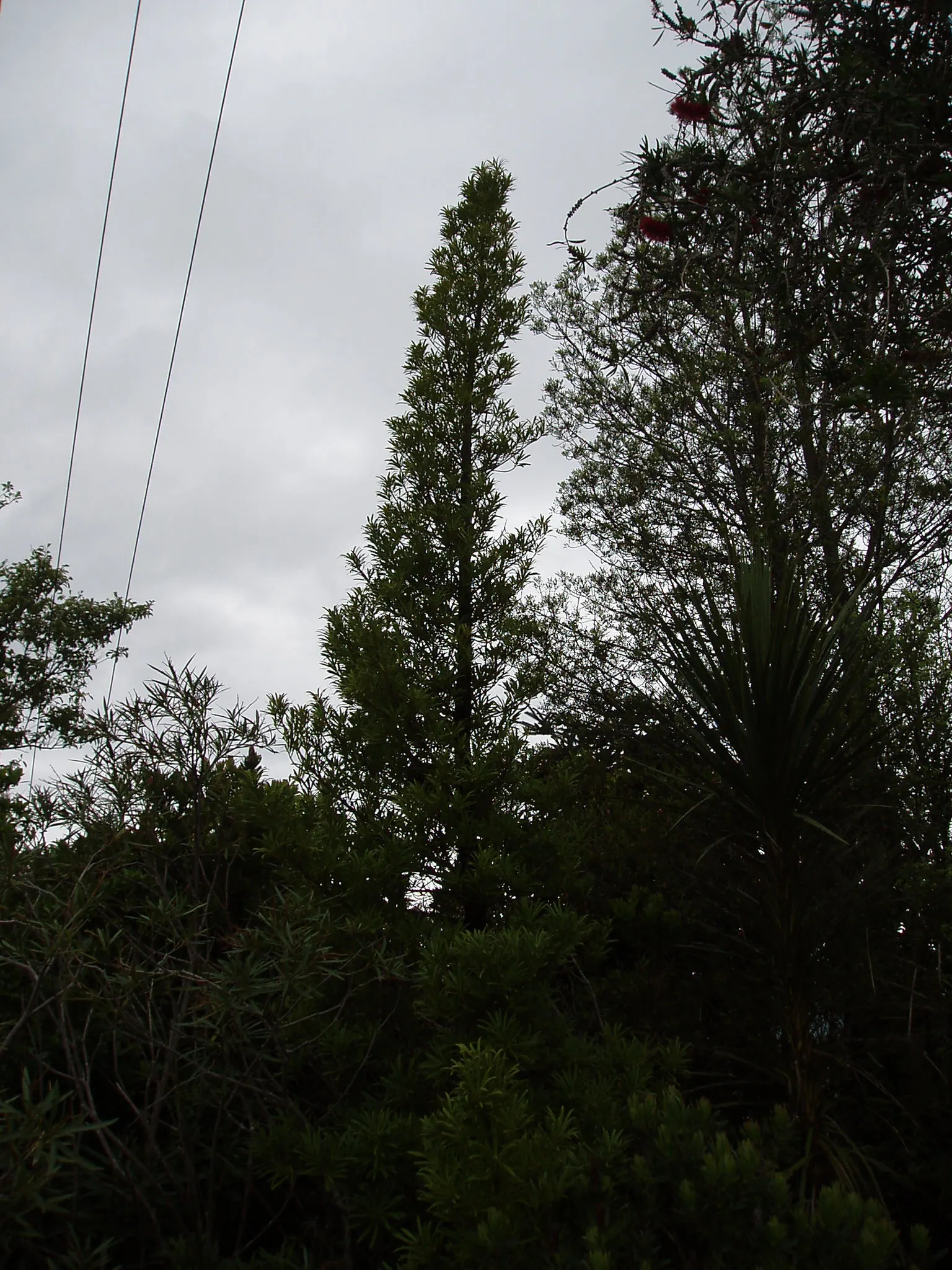 Yew Pine (Podocarpus Macrophyllus) — this columnar plant presents itself with a narrow silhouette; making it an ideal selection for hedges, image 94