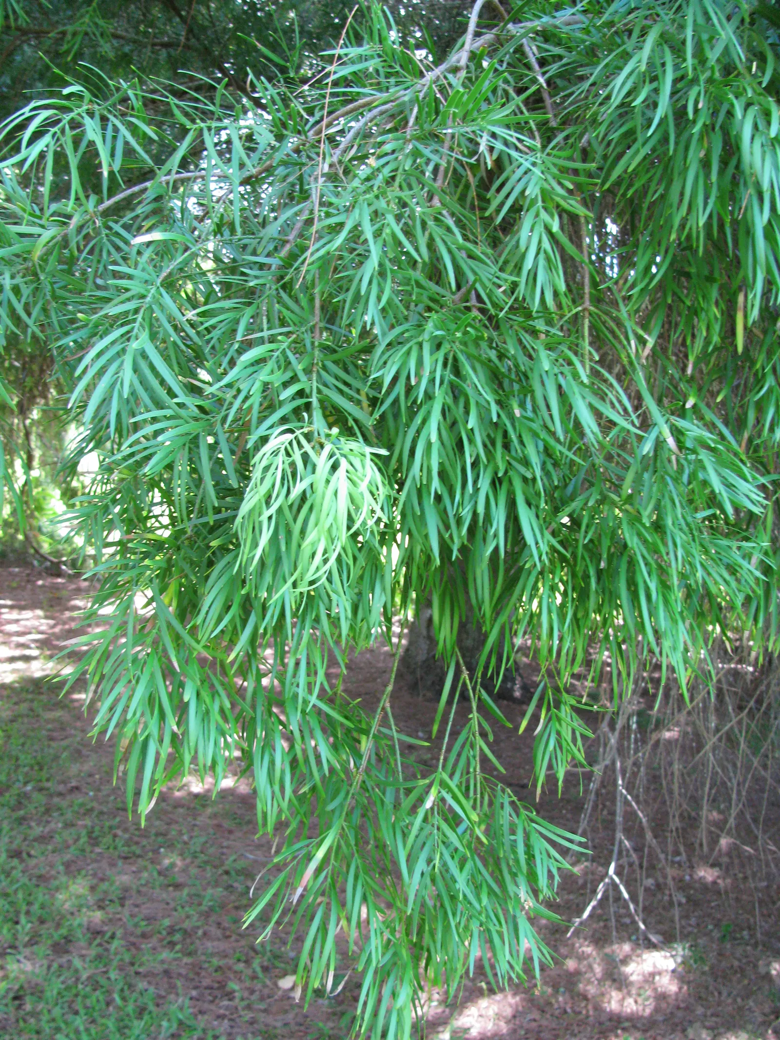 Yew Pine (Podocarpus Macrophyllus) — is a versatile and slow-growing evergreen conifer that is an exemplary choice for a refined landscape design, image 92