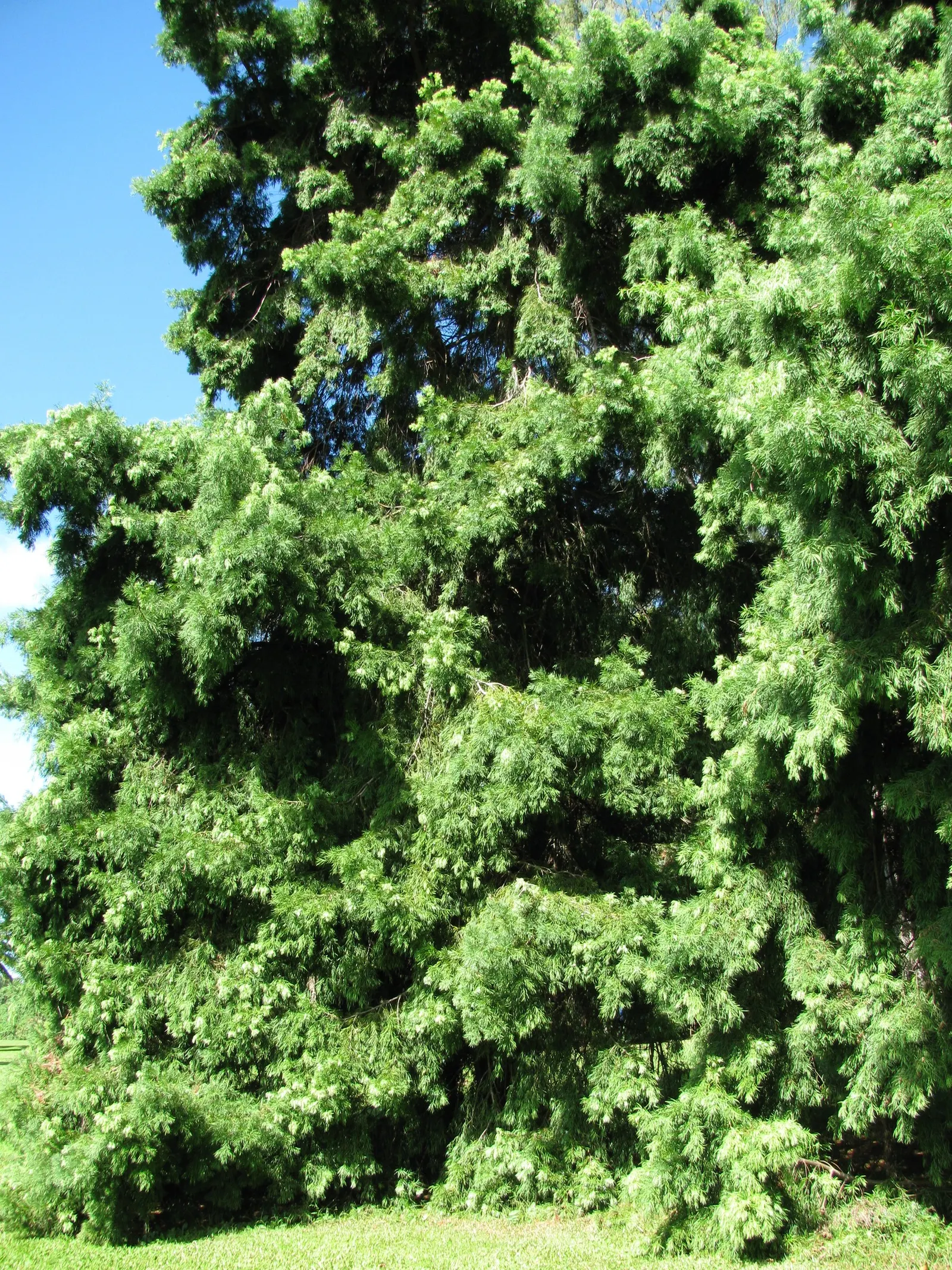 Yew Pine (Podocarpus Macrophyllus) — Its slender, leathery leaves are dark green, providing year-round interest; consider its slow growth rate and, image 88