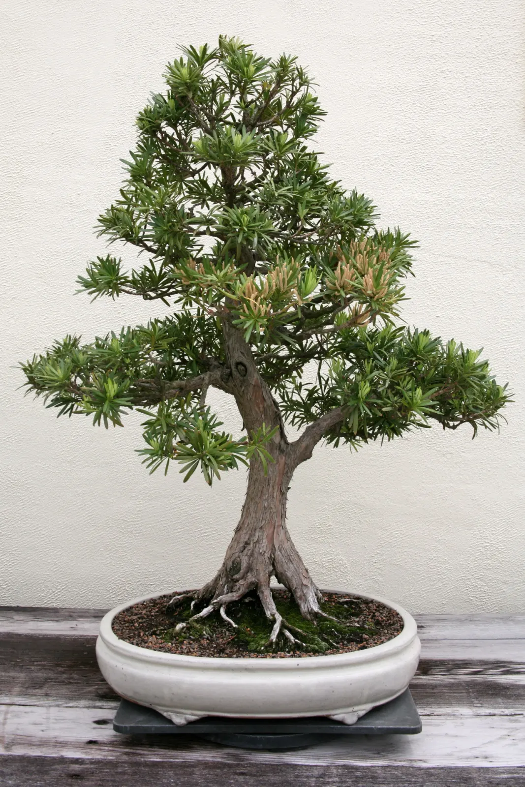 Yew Pine (Podocarpus Macrophyllus) — providing a steadfast backdrop to other garden elements.<br><br>While hardy in USDA zones 7 through 11; making, image 102